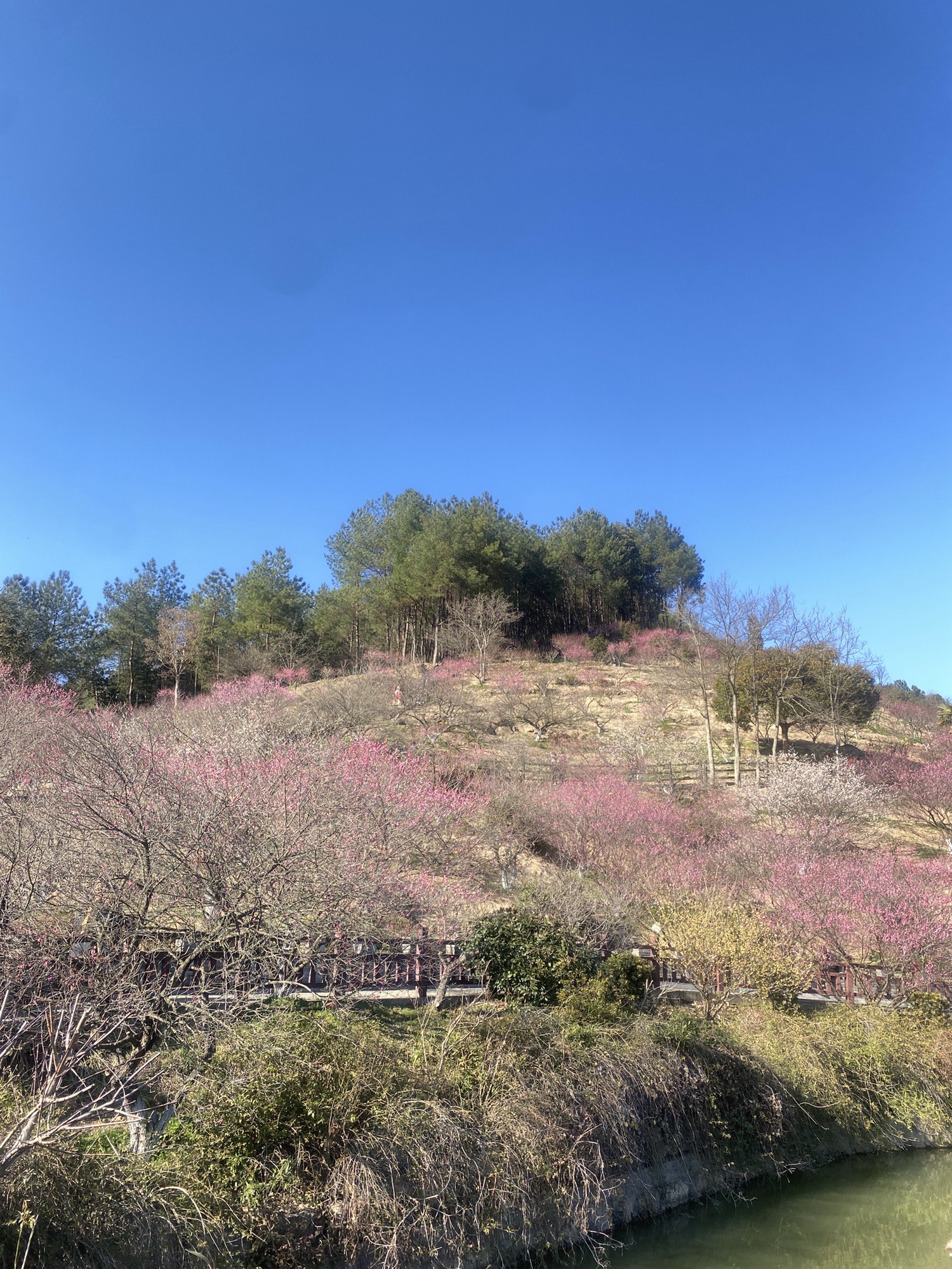 进化镇吉山梅园
