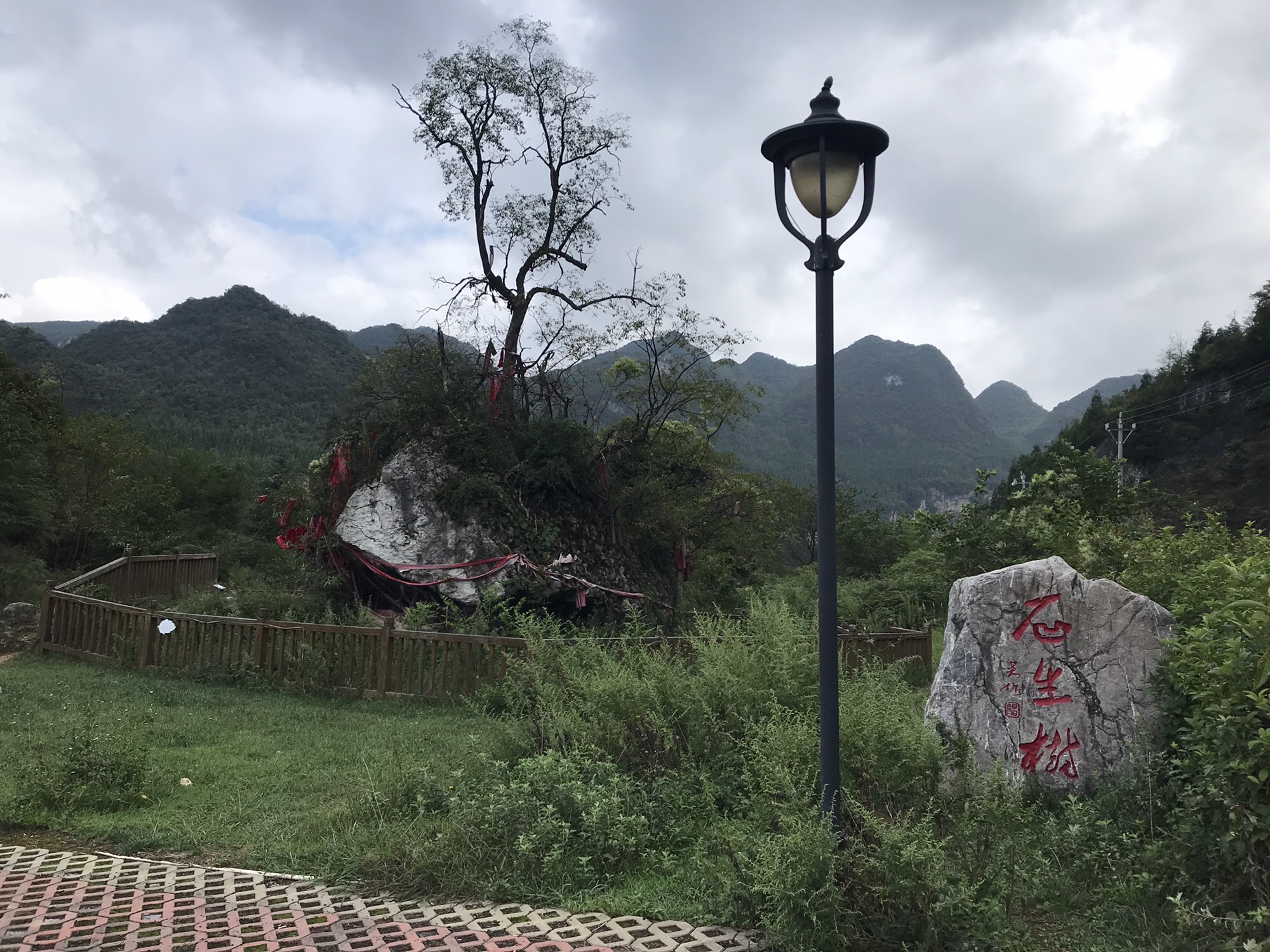 石生树旅行图片