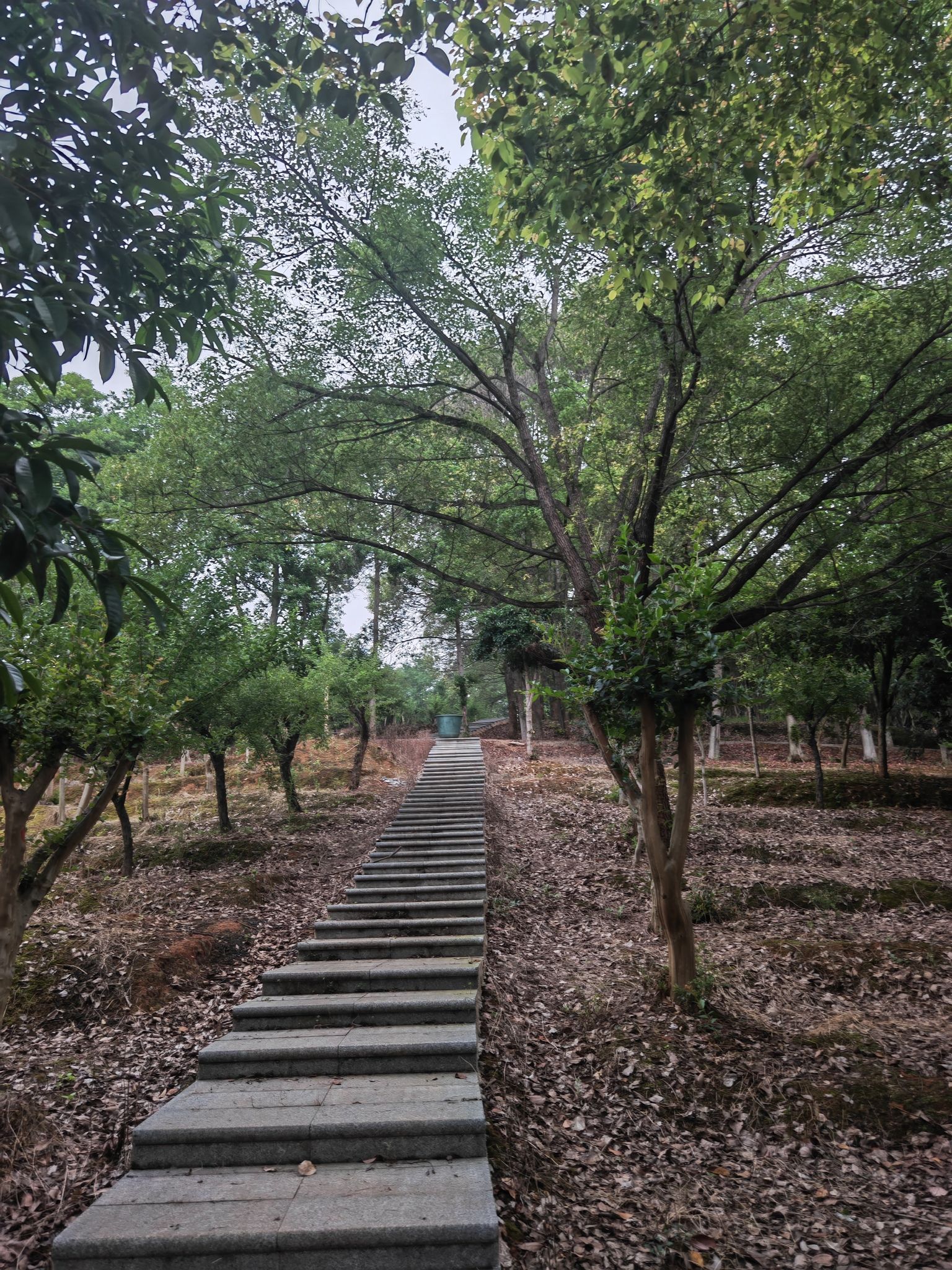 邵阳市宝庆森林公园旅行图片