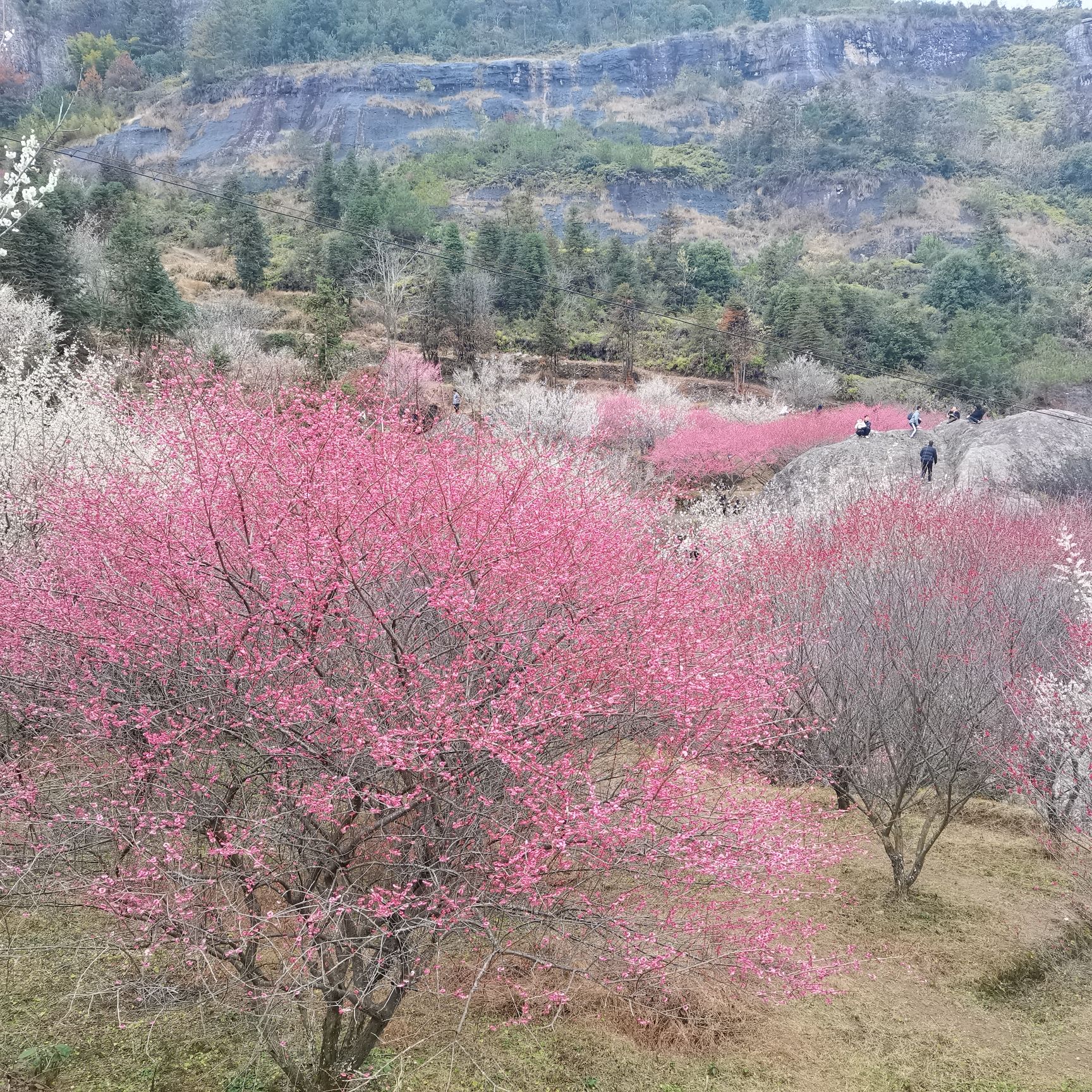 楠溪江三生三世十里梅花旅行图片