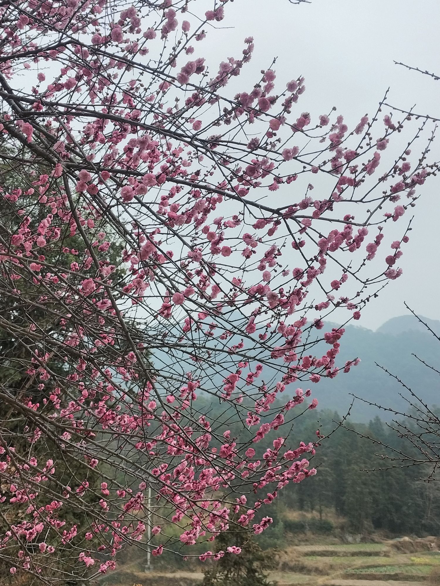 楠溪江三生三世十里梅花旅行图片