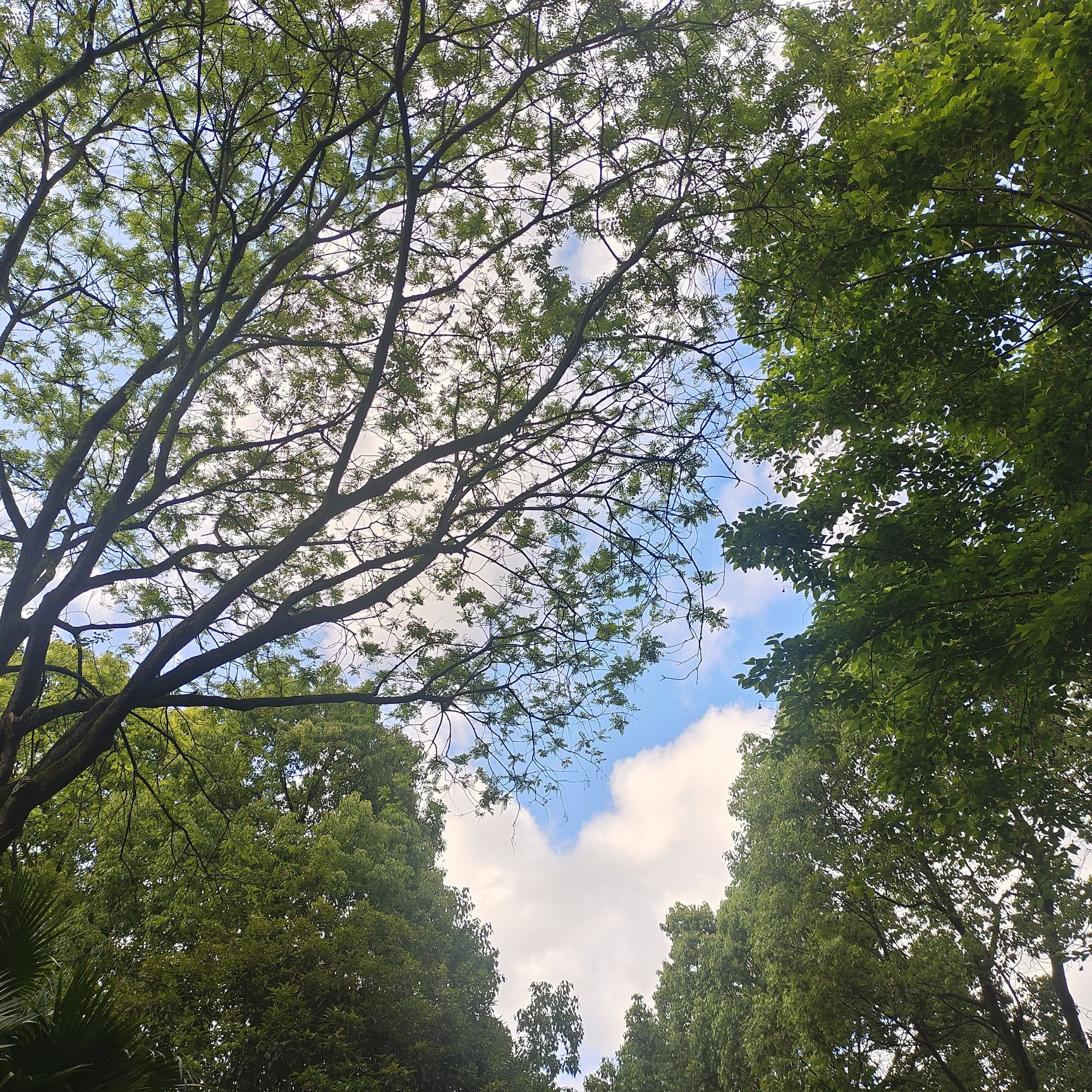 凤凰山国家森林公园旅行图片