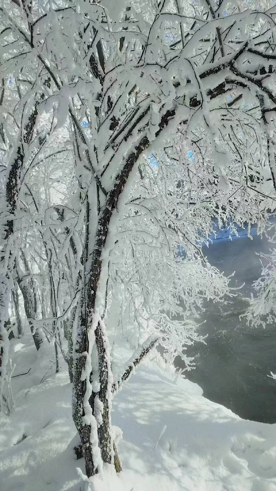 逊克县古纳温雾凇景区旅行图片