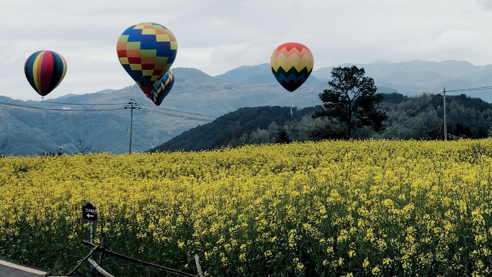 桑洲油菜花景区