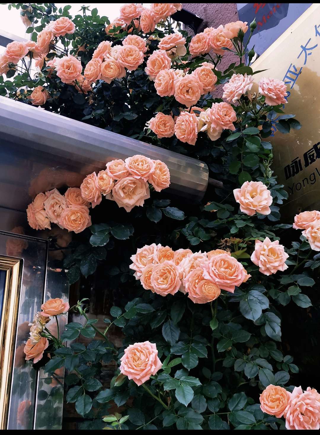 樱花谷旅行图片