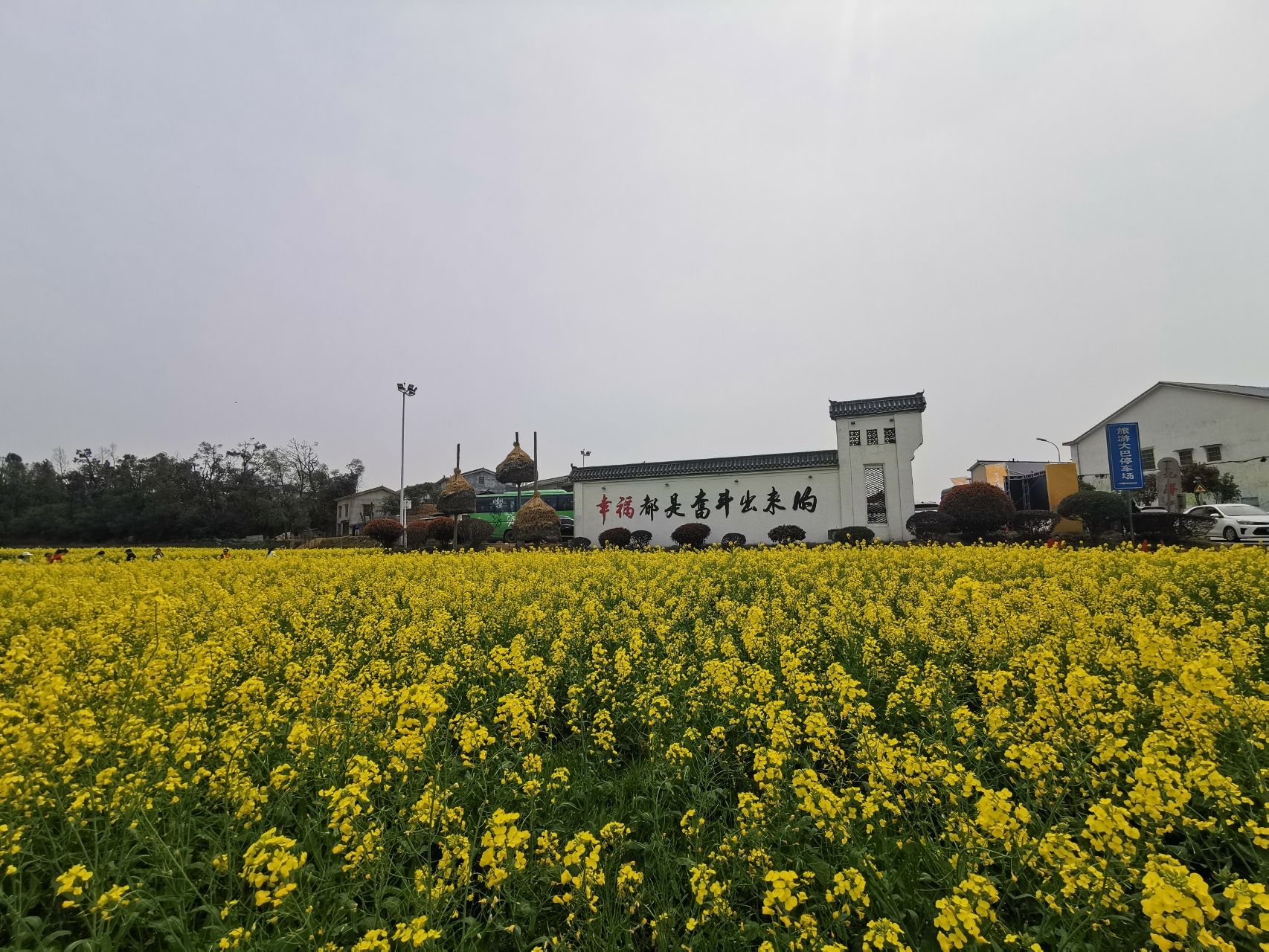 茶亭油菜花海