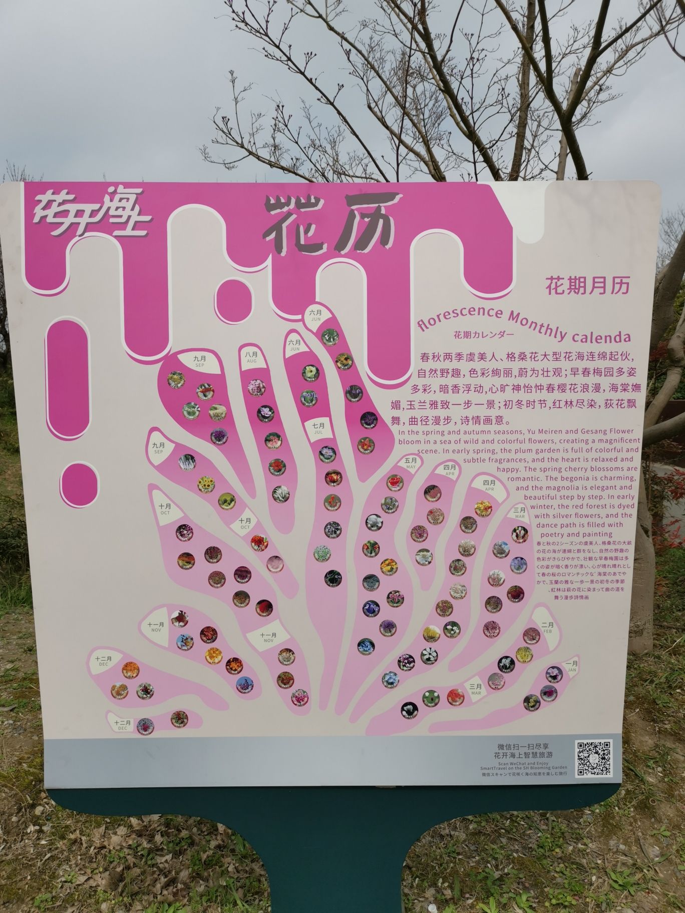 上海花开海上生态园旅行图片