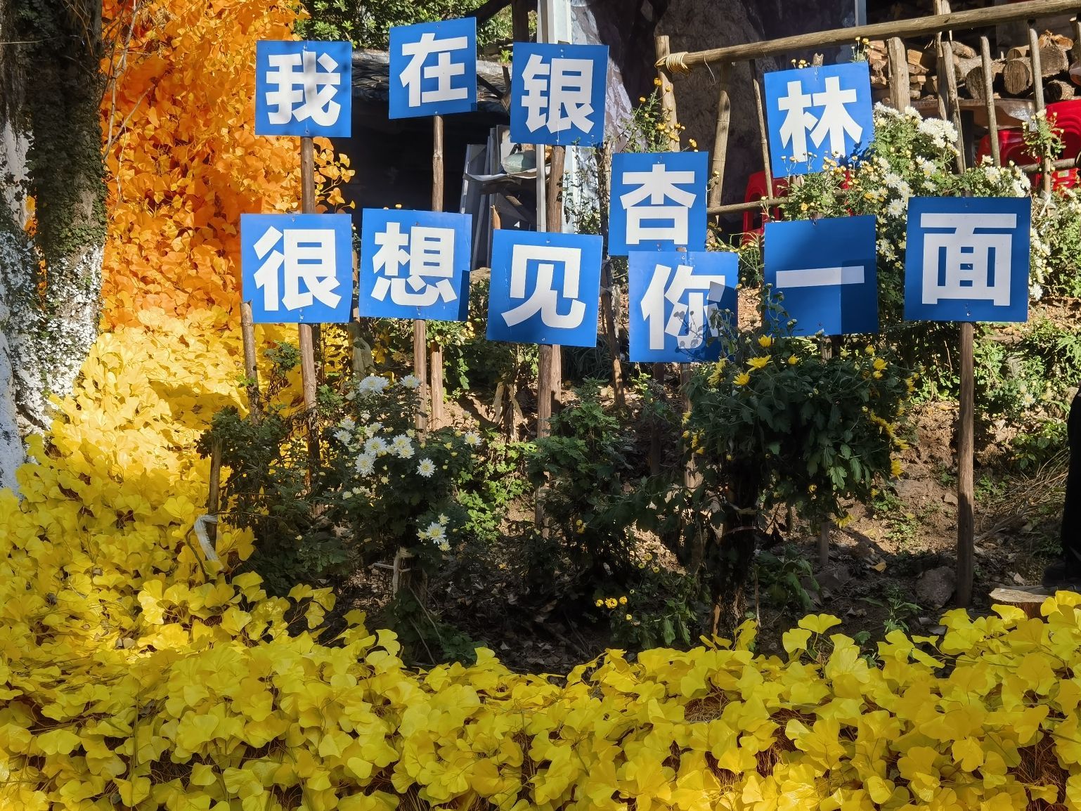 尤溪龙门银杏林