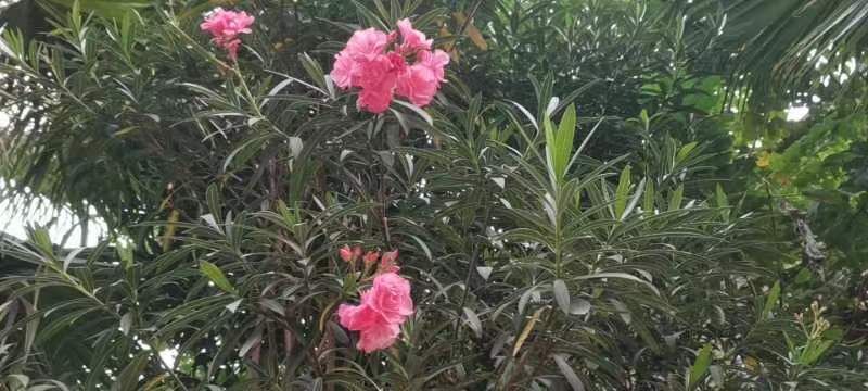 鹰潭西湖湿地公园旅行图片