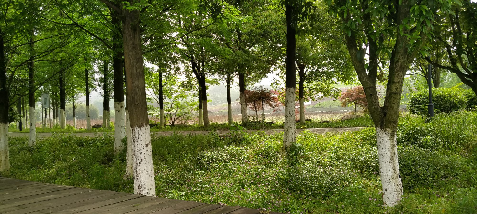 鹰潭西湖湿地公园旅行图片