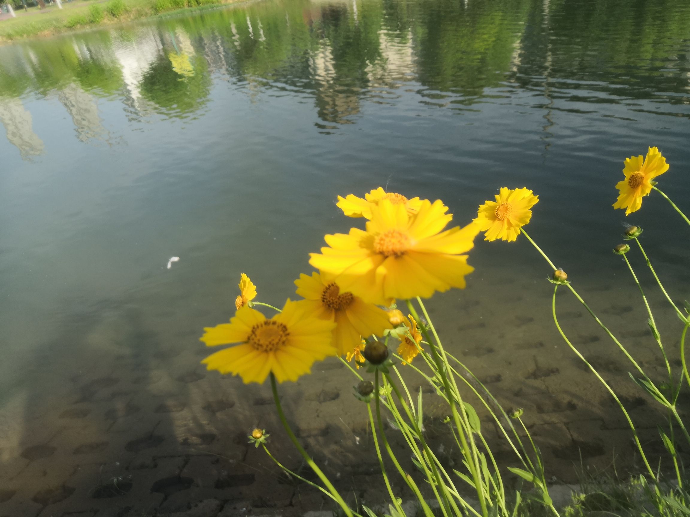 鹿鸣湖