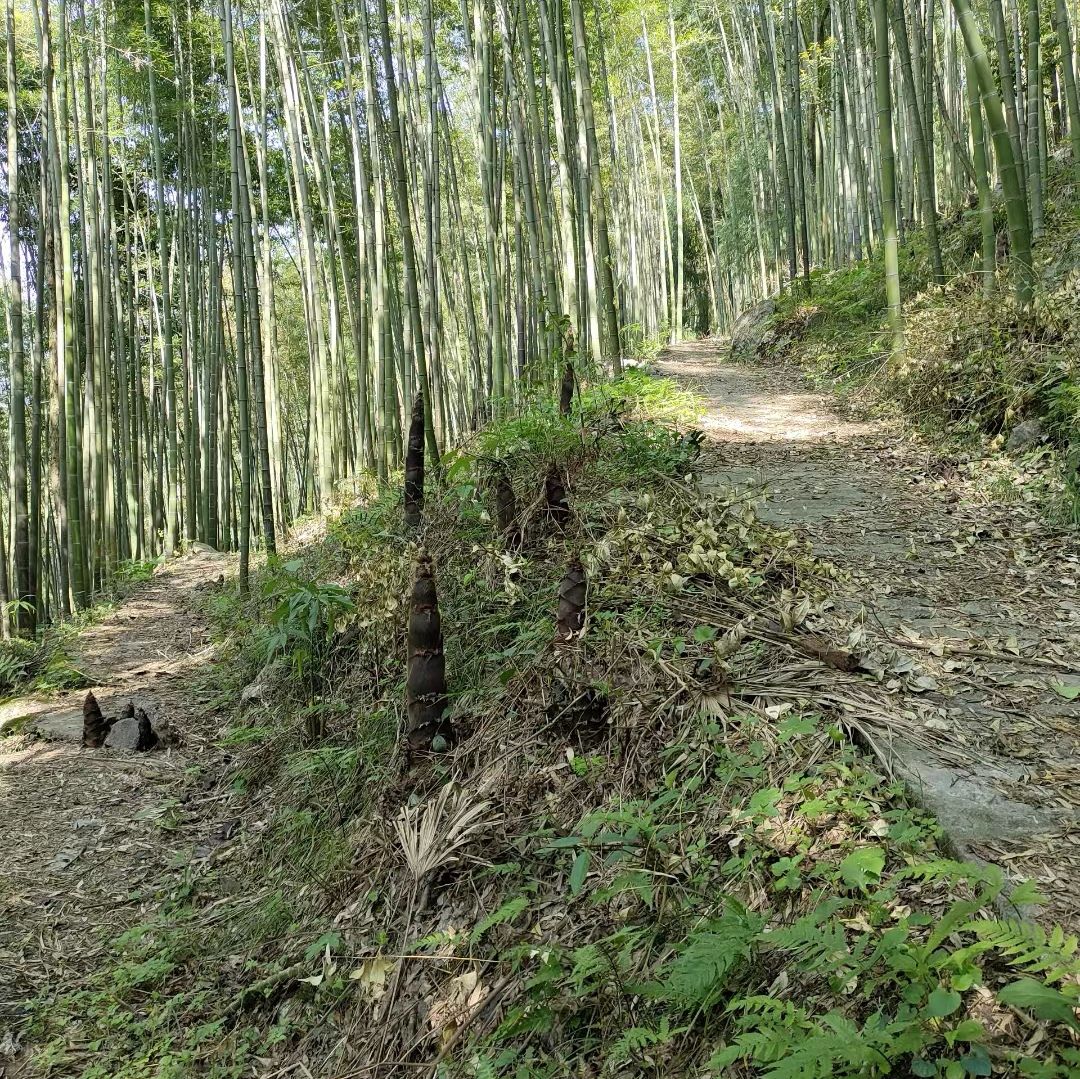 羌王竹海