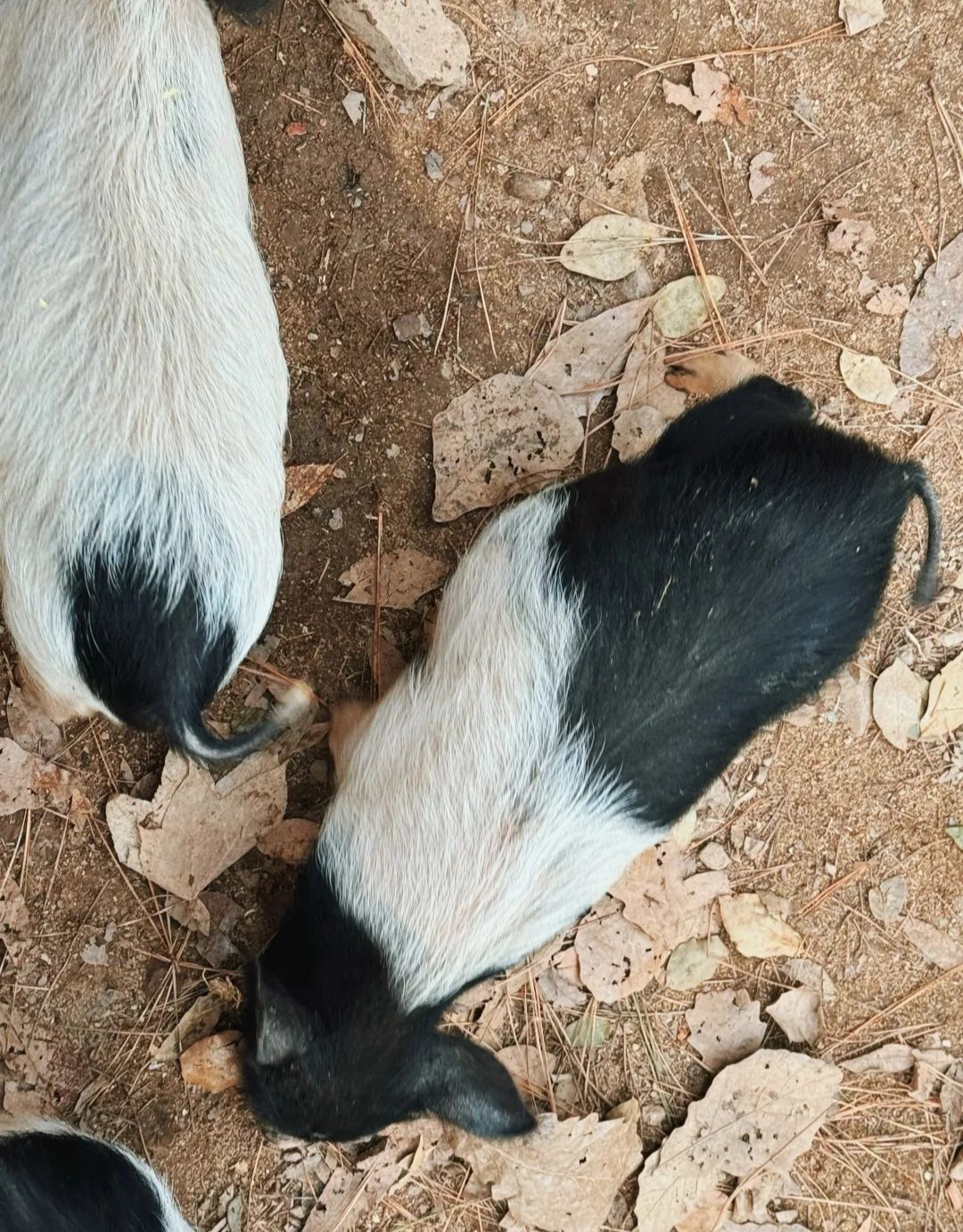 长山薰衣草彩虹小镇旅行图片