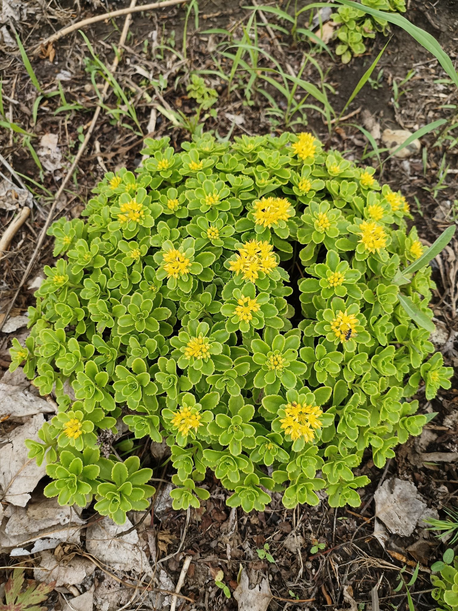 依安植物园