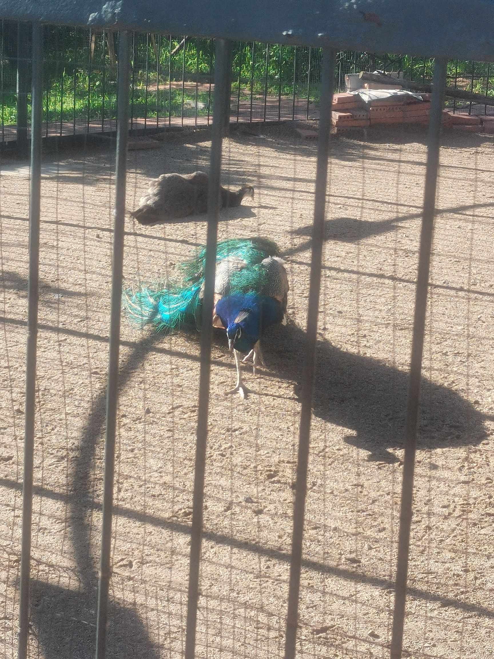 依安植物园旅行图片