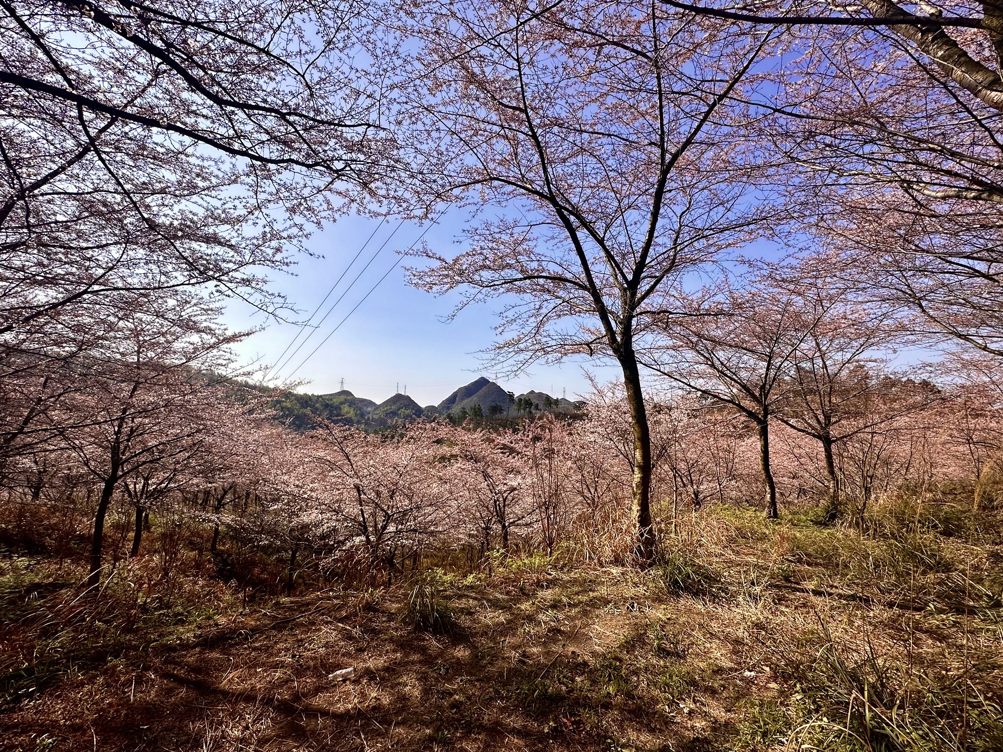 黄腊乡万亩樱花观景台