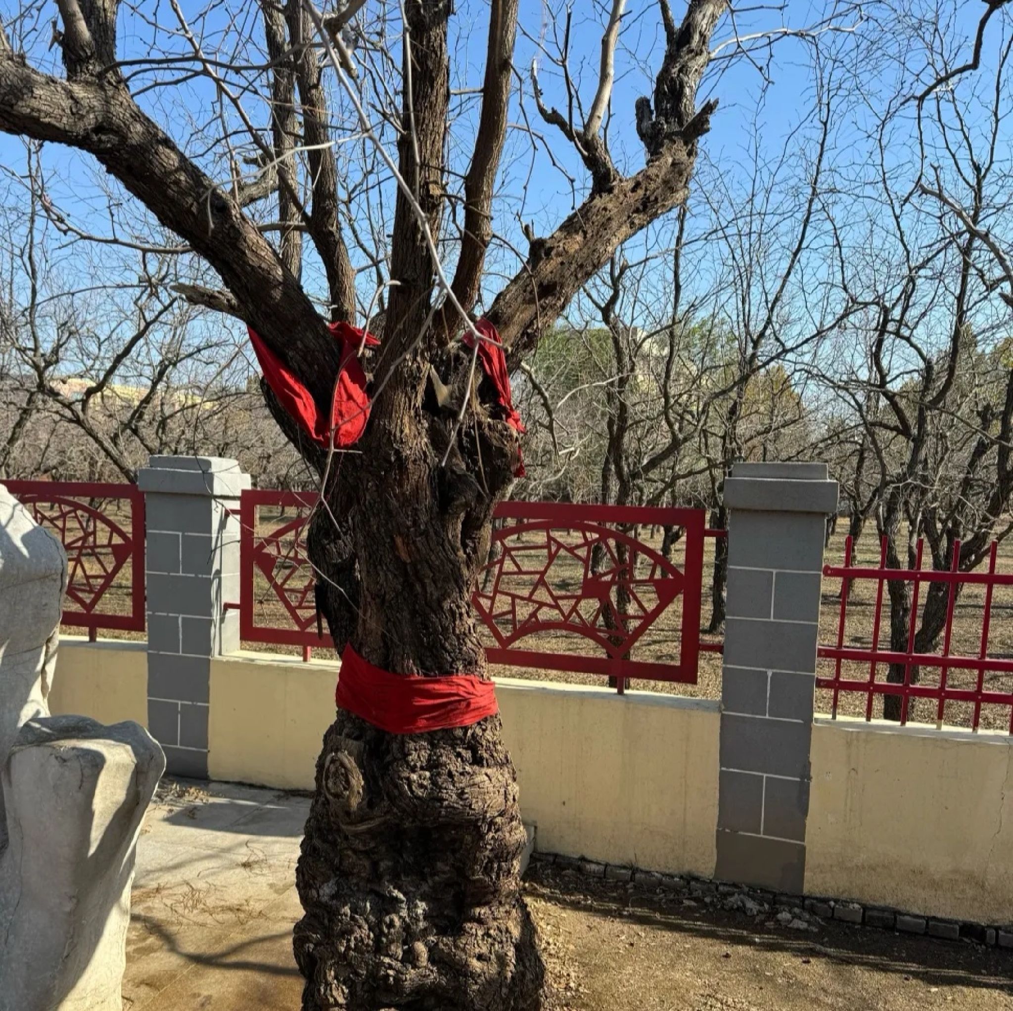 乐陵万亩枣林旅行图片