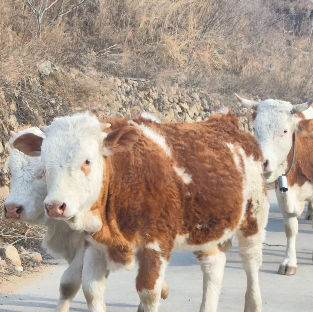 石家庄老虎头森林公园旅行图片