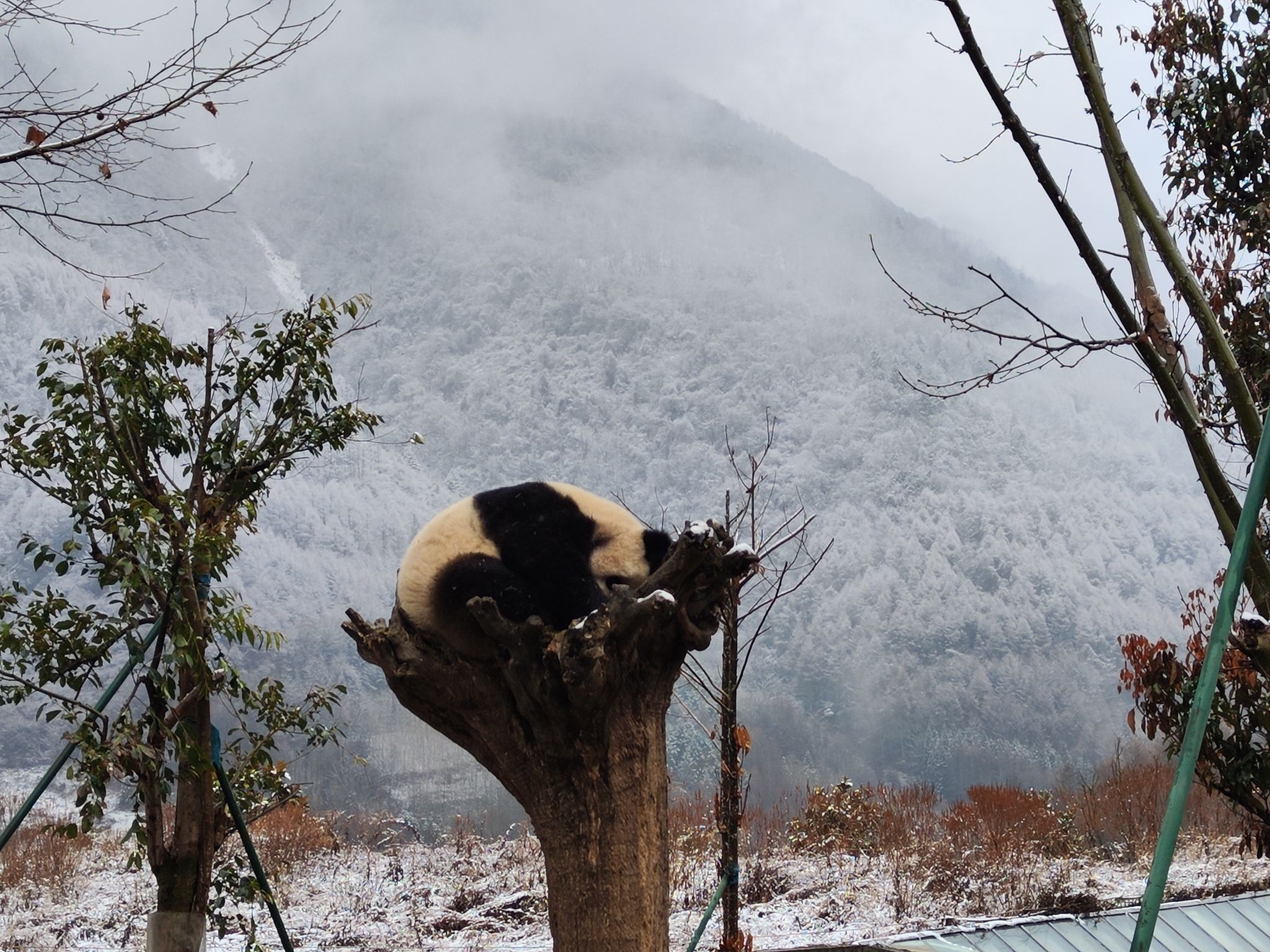 卧龙中华大熊猫苑神树坪基地