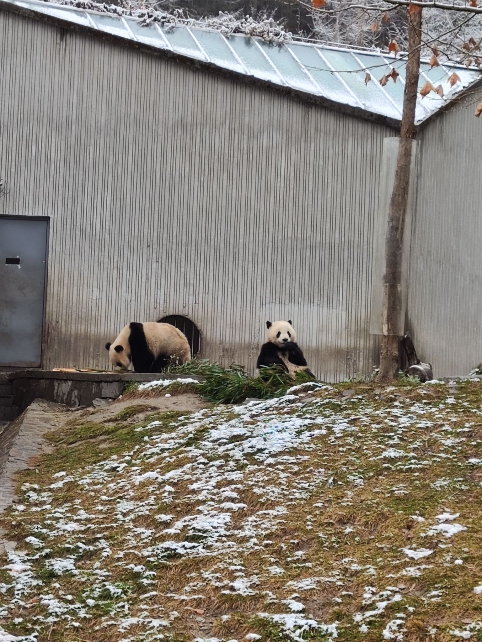 卧龙中华大熊猫苑神树坪基地旅行图片