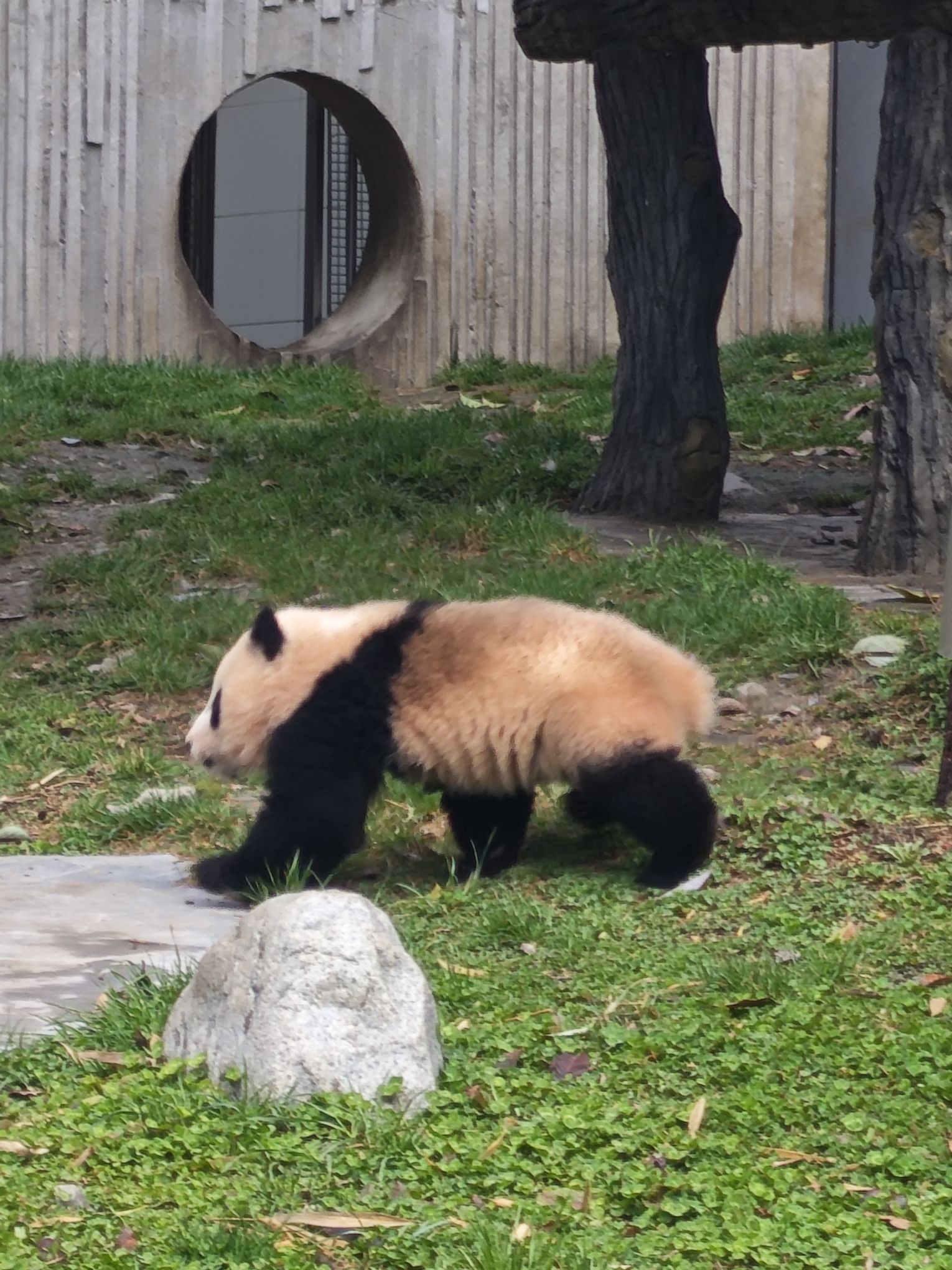 卧龙中华大熊猫苑神树坪基地旅行图片