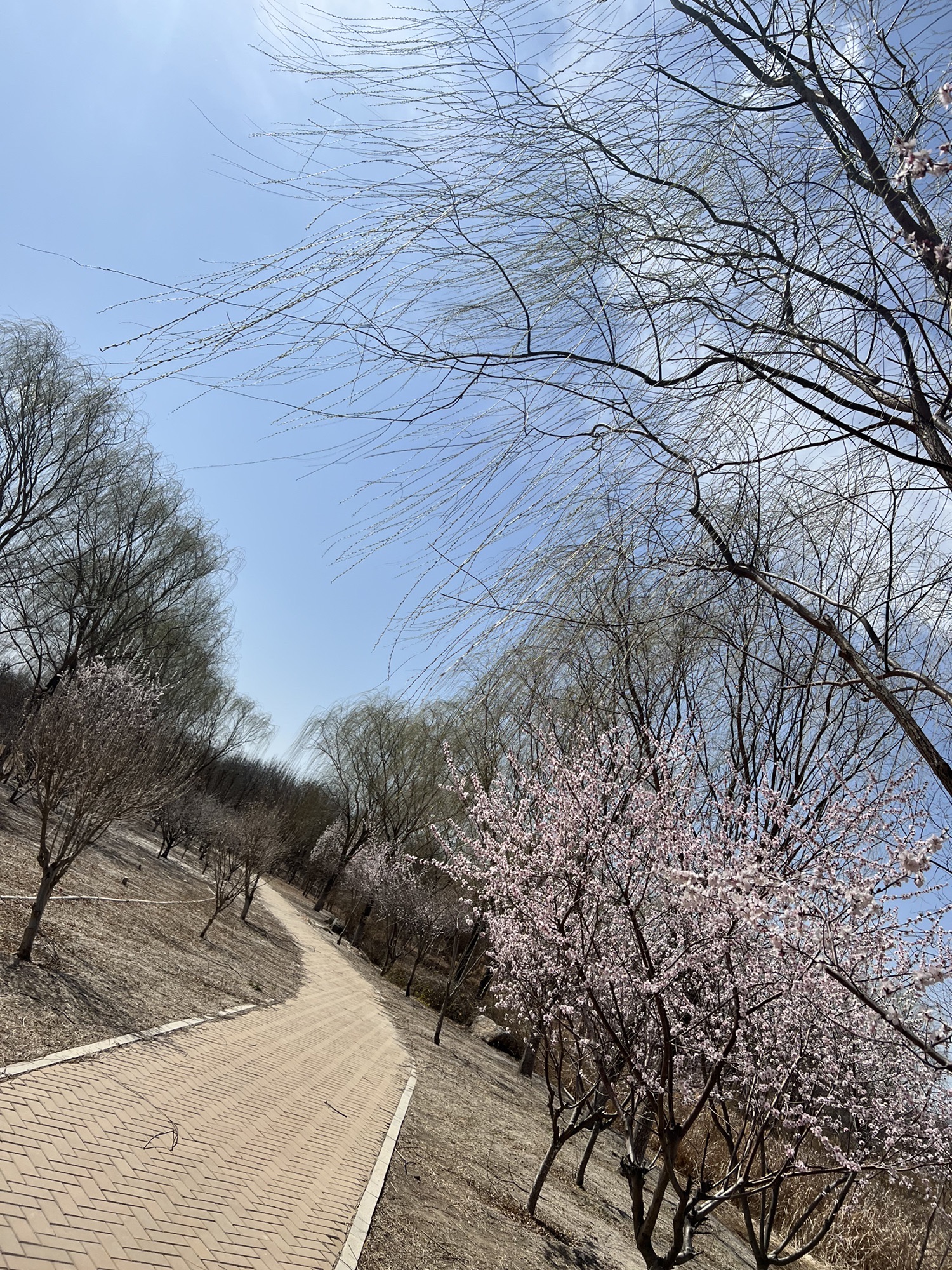 新立郊野公园