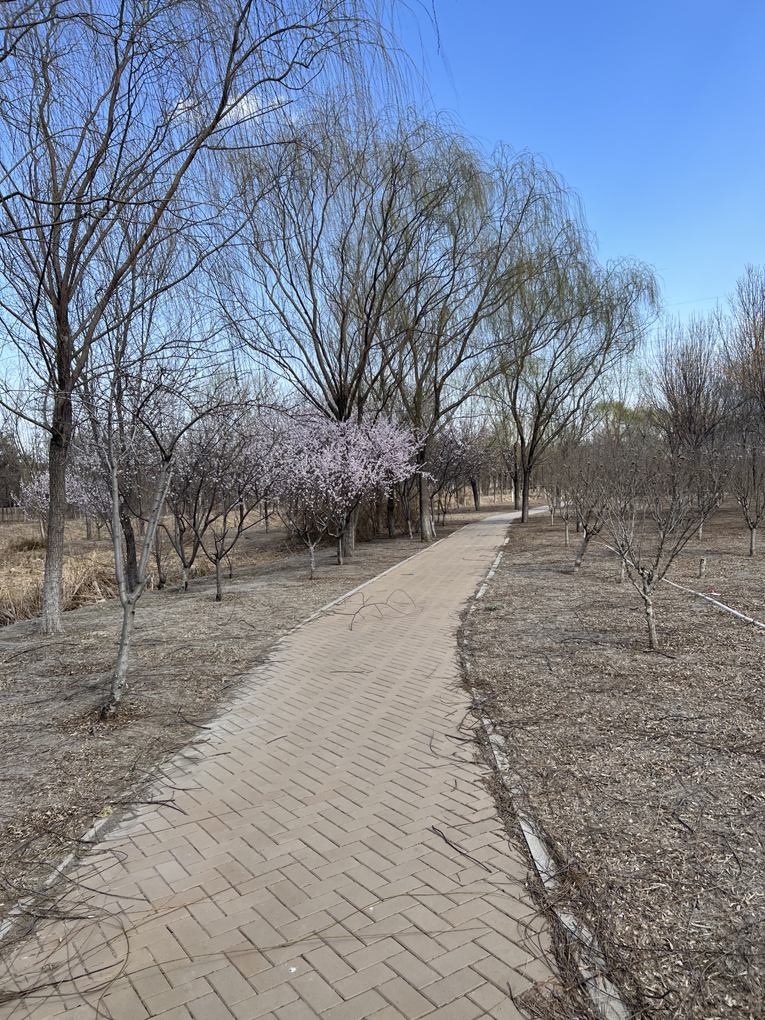 新立郊野公园旅行图片