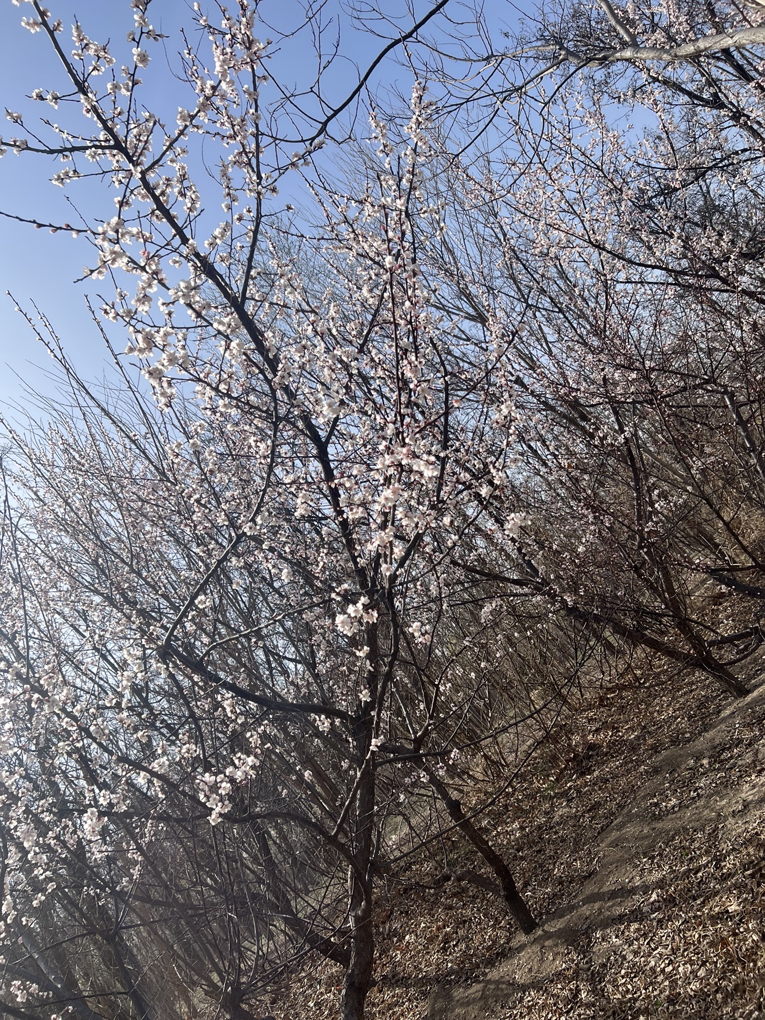 新立郊野公园旅行图片