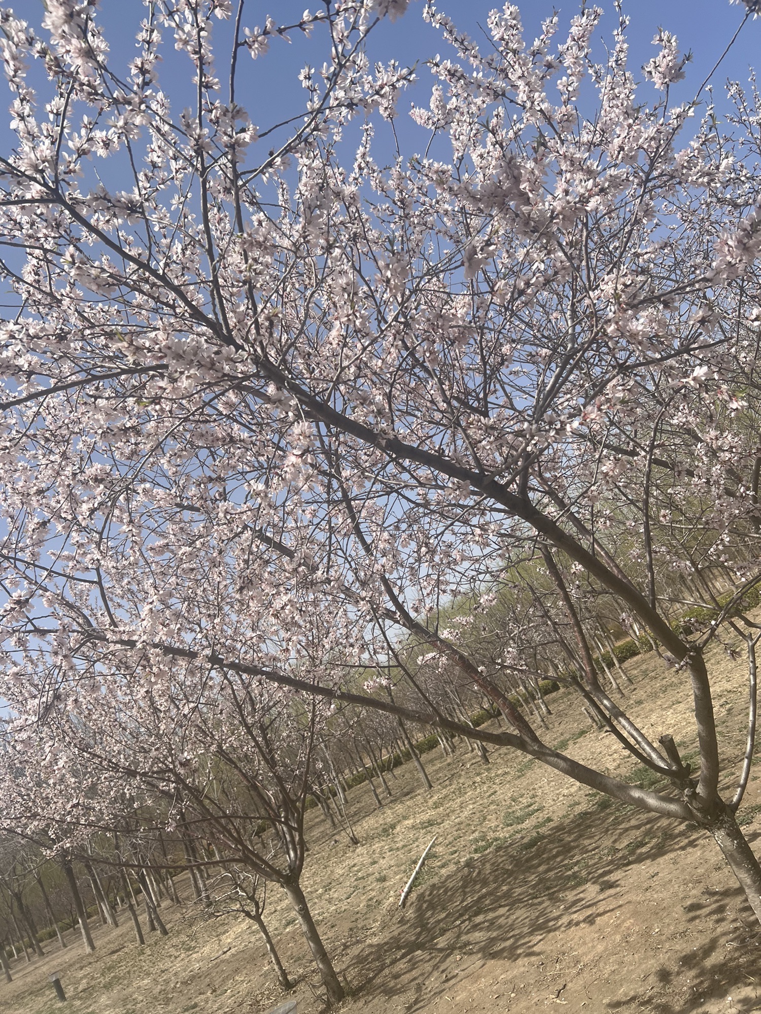 新立郊野公园旅行图片