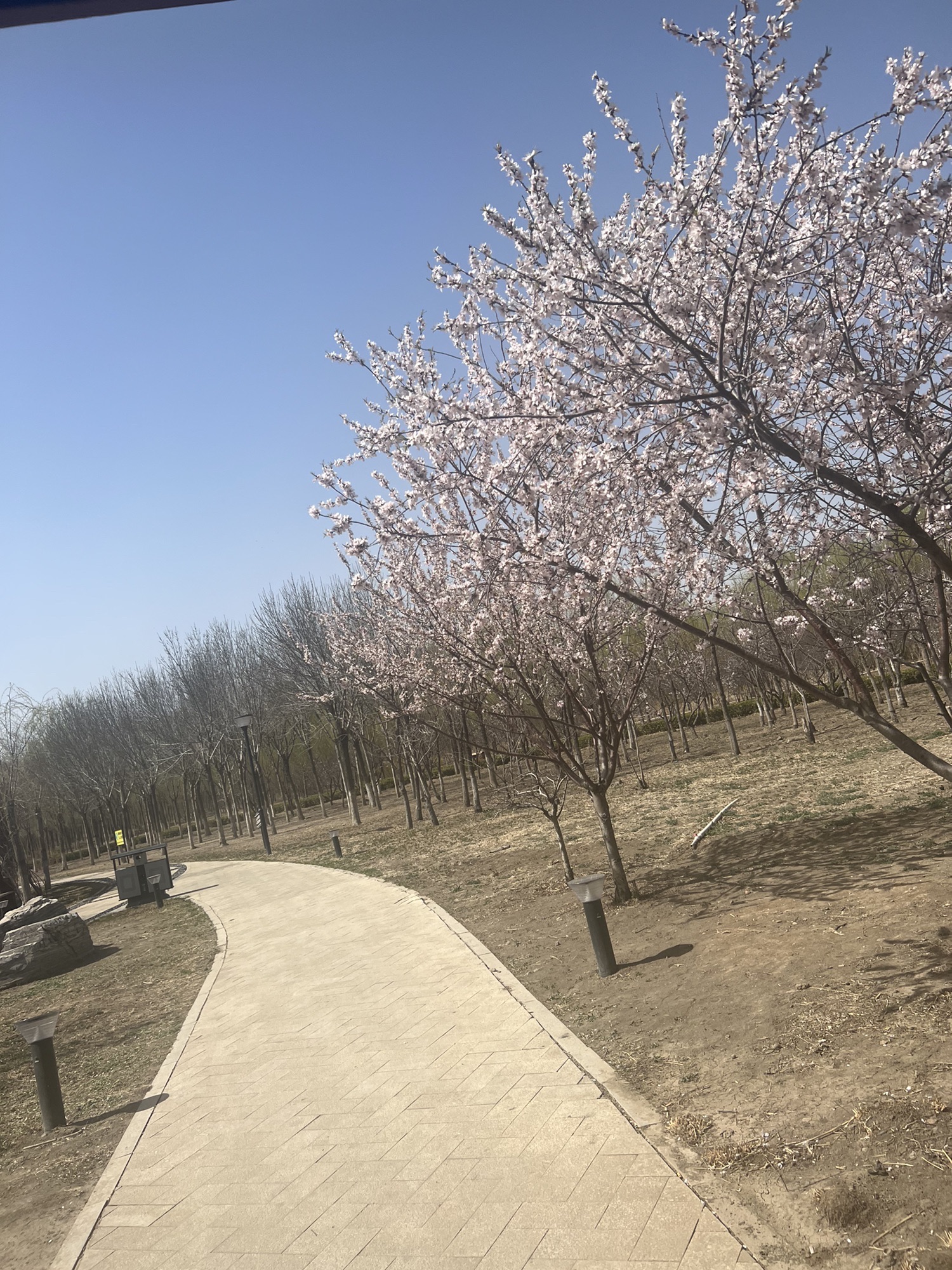 新立郊野公园旅行图片