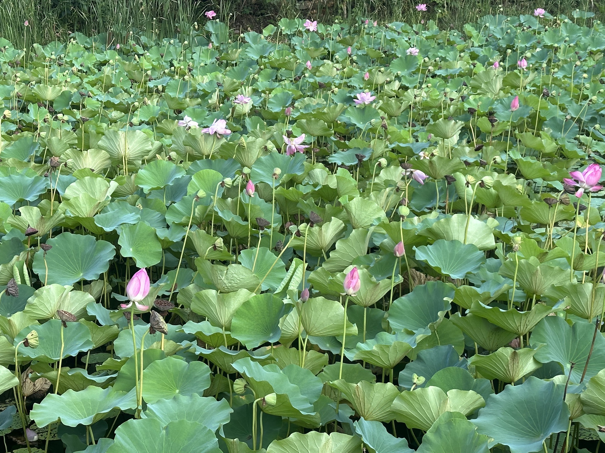 章丘龙盘山森林公园