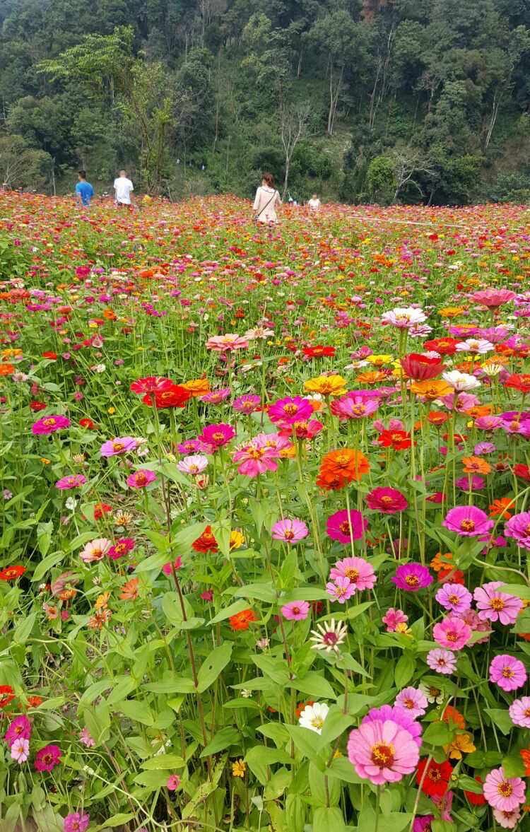 花千谷生态小镇