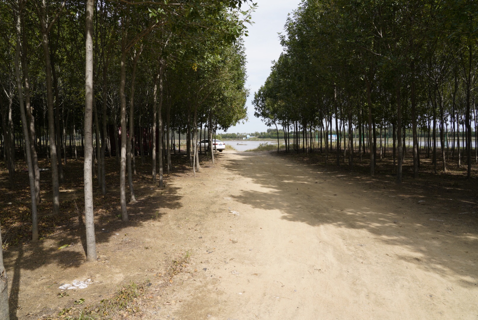 大沽河湿地公园