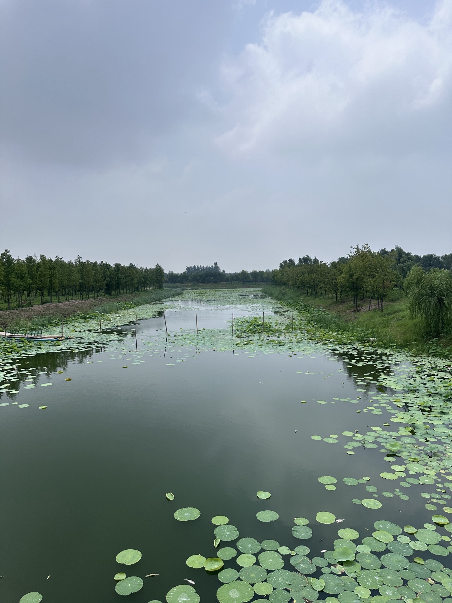 丰县黄河故道大沙河国家湿地公园