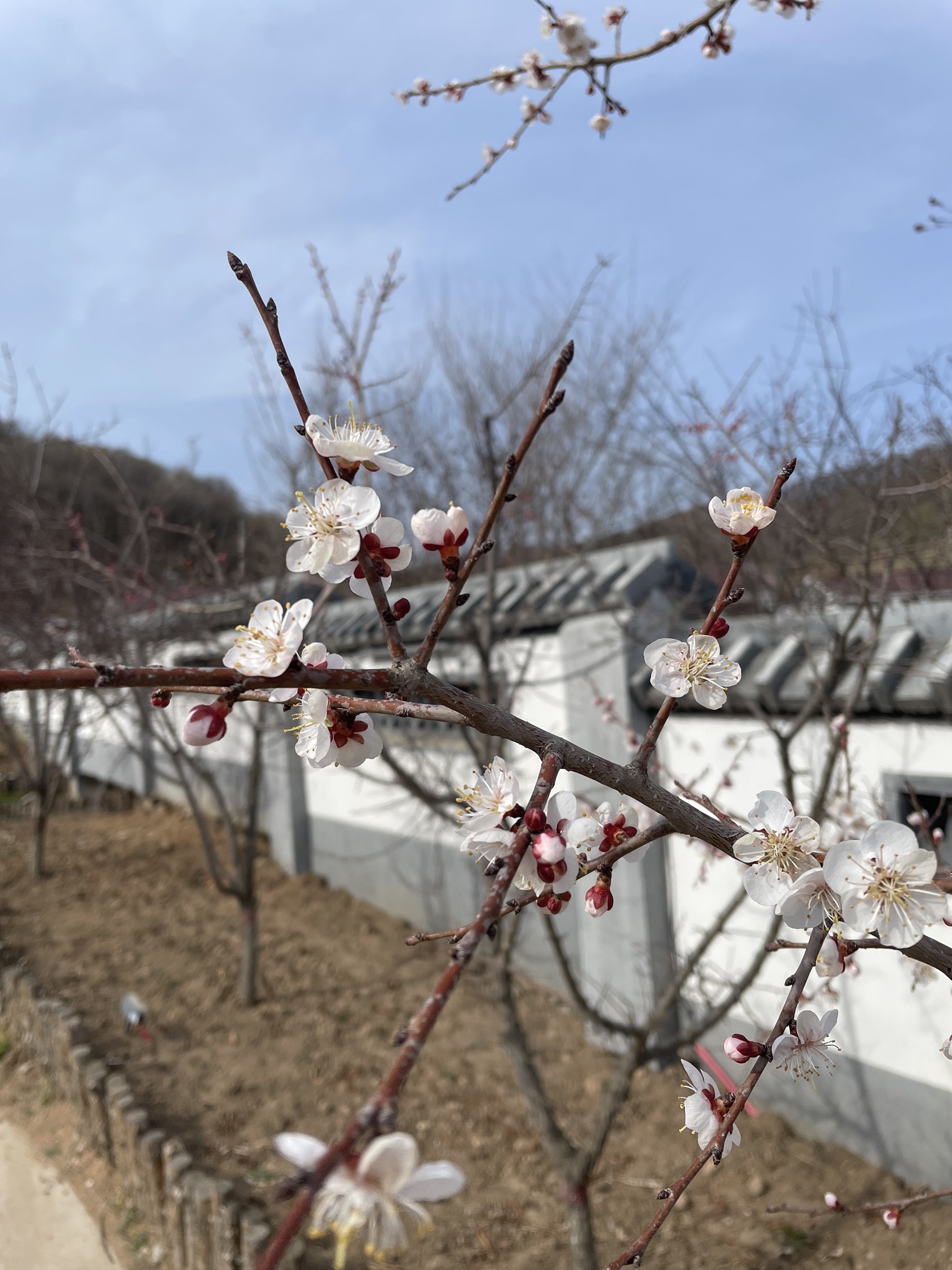 寒葱顶国家森林公园