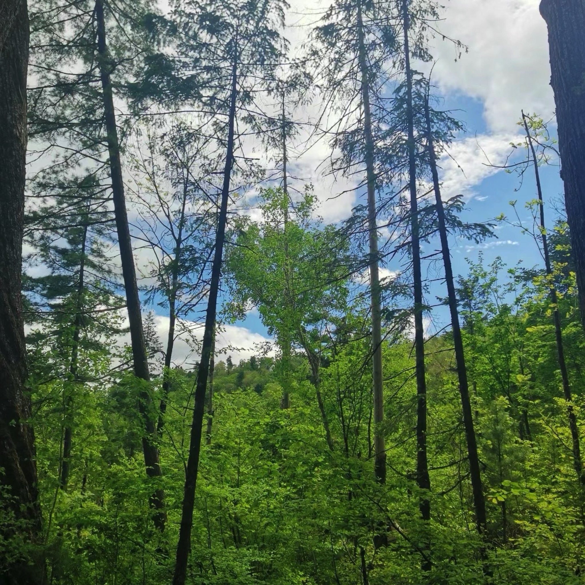 妈妈顶原始森林景区(暂停开放)