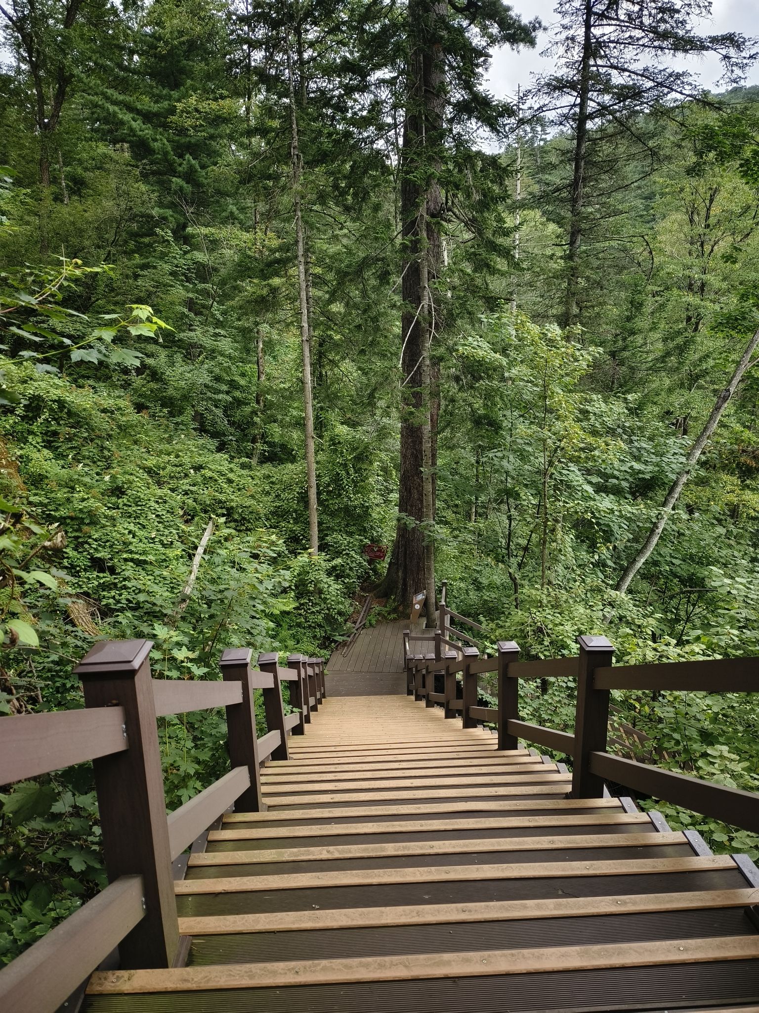 妈妈顶原始森林景区(暂停开放)旅行图片