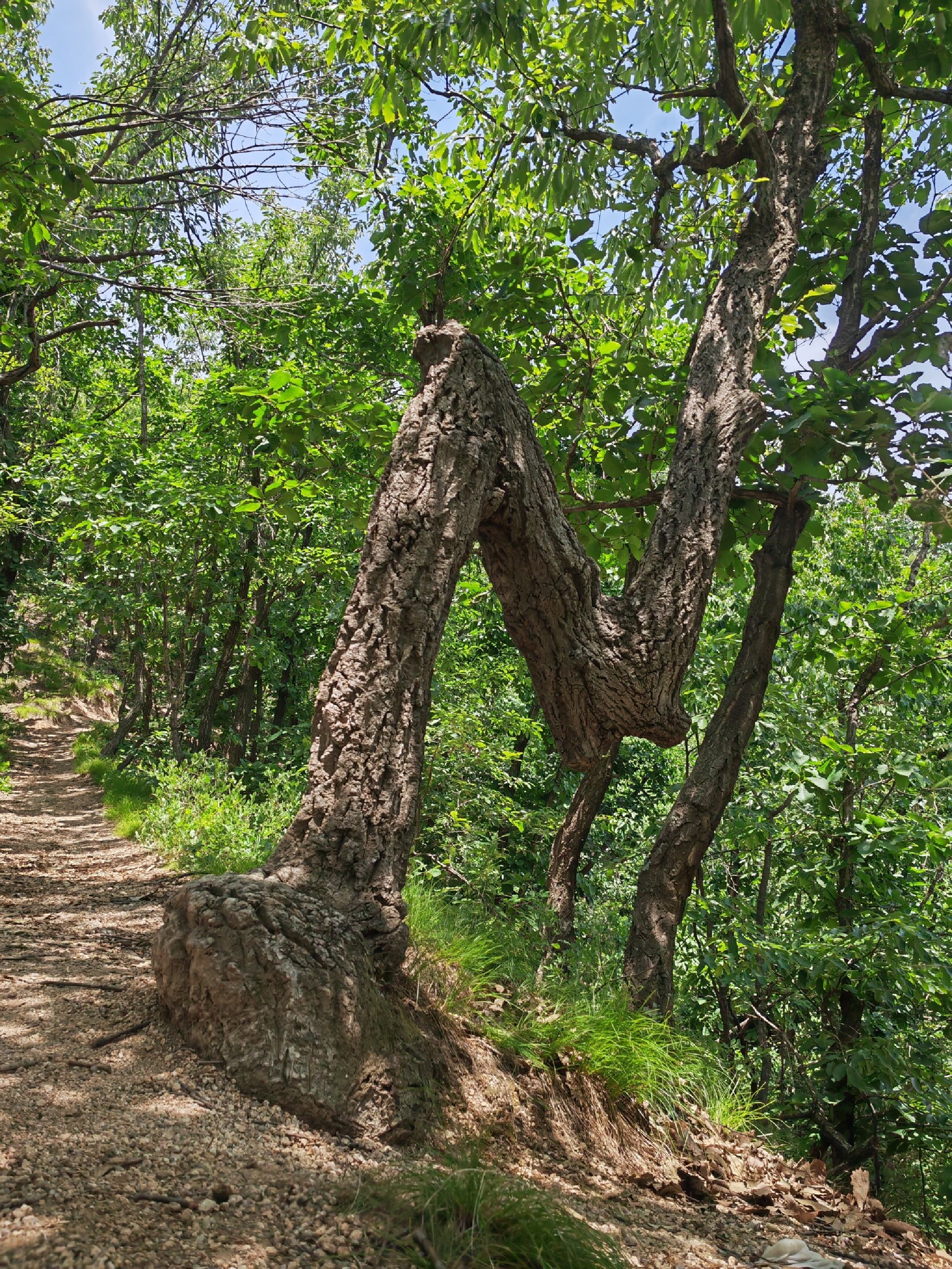 杨山风景区旅行图片