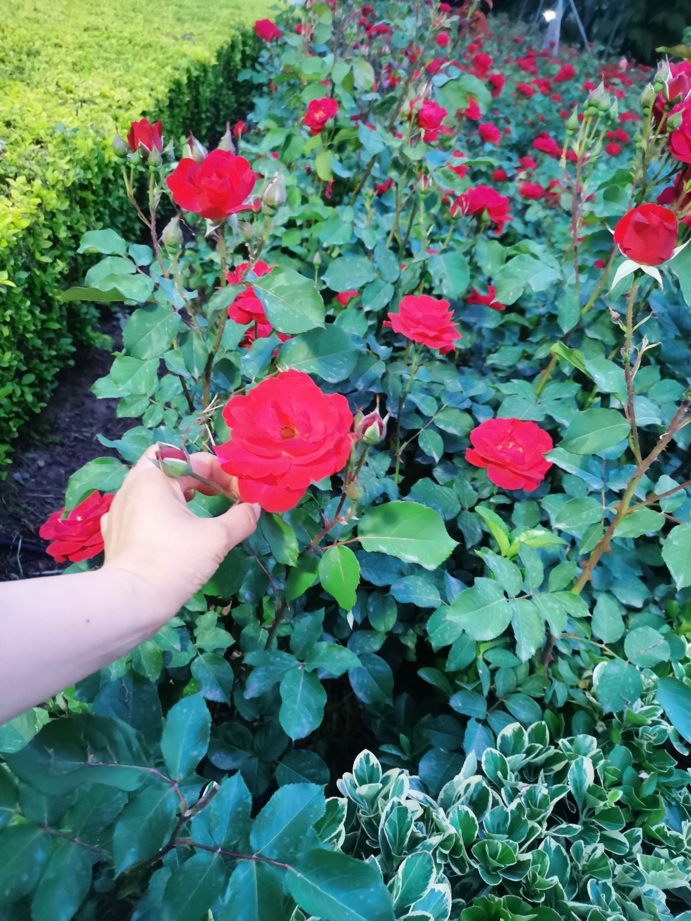 十里花廊