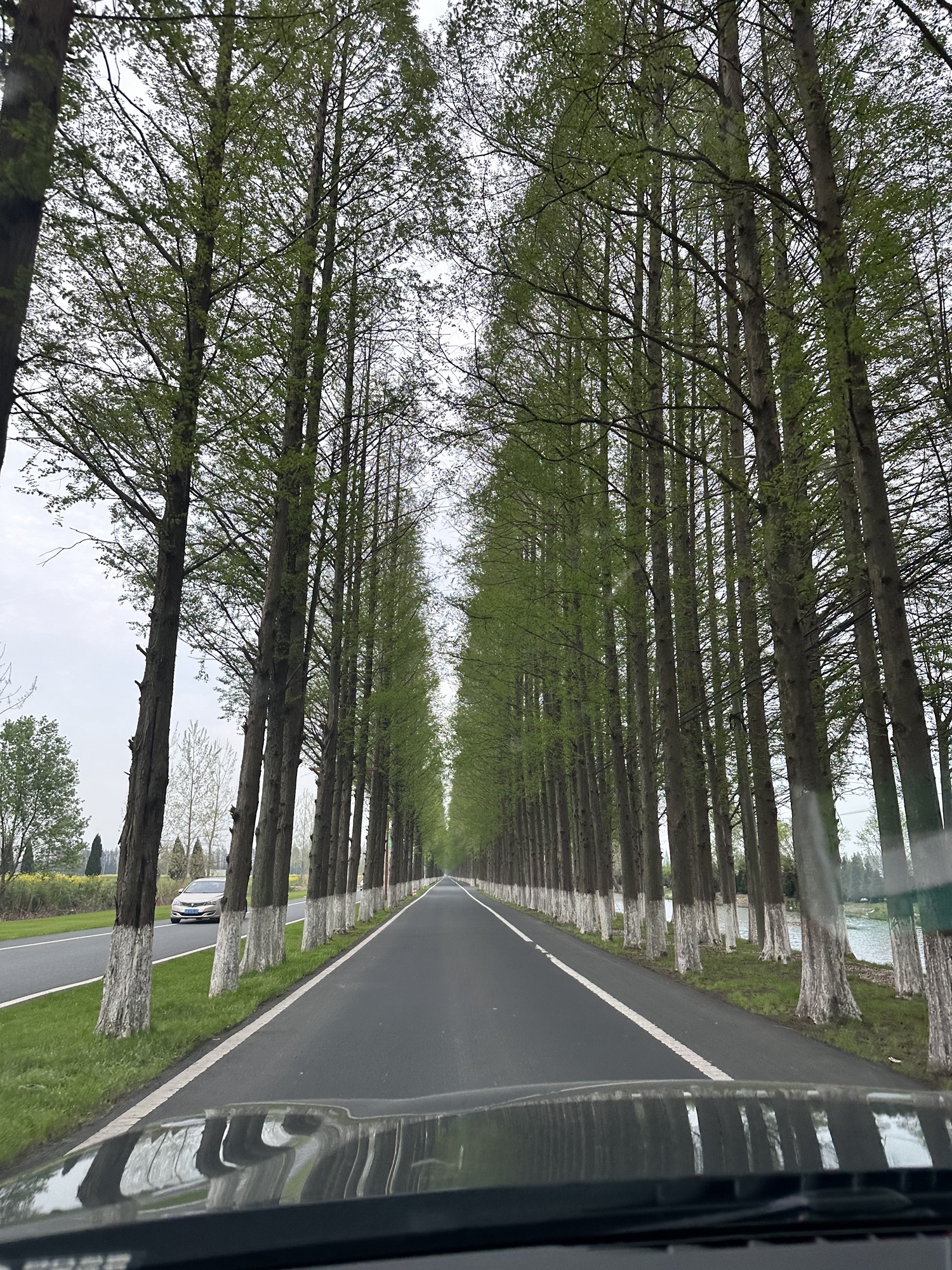 固城湖水慢城旅行图片
