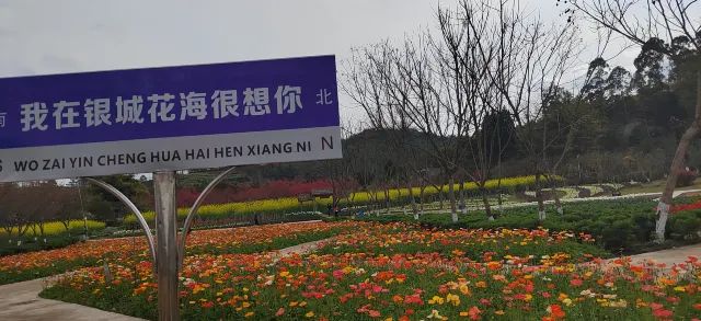 银城花海