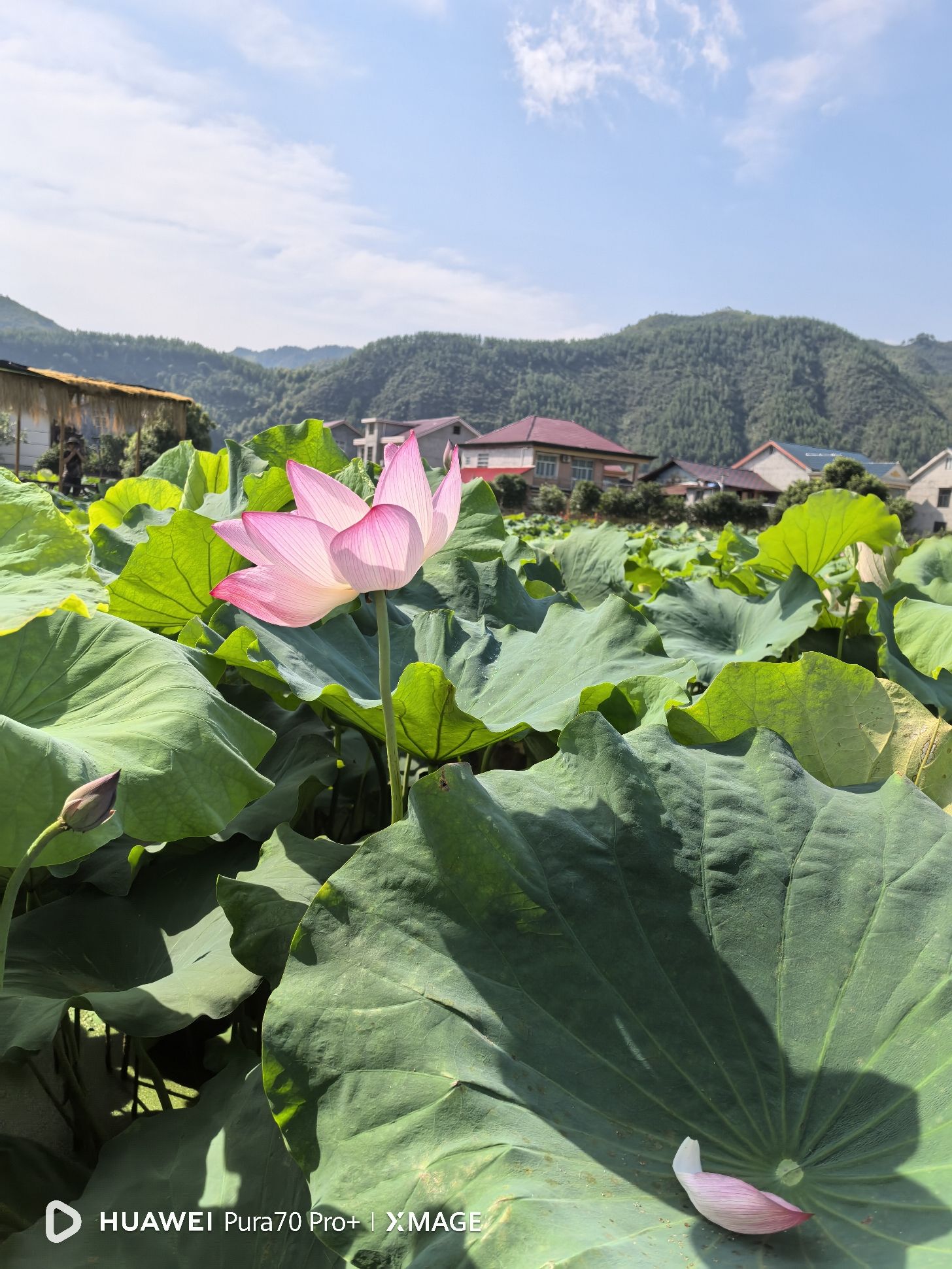 刘家渡荷花基地