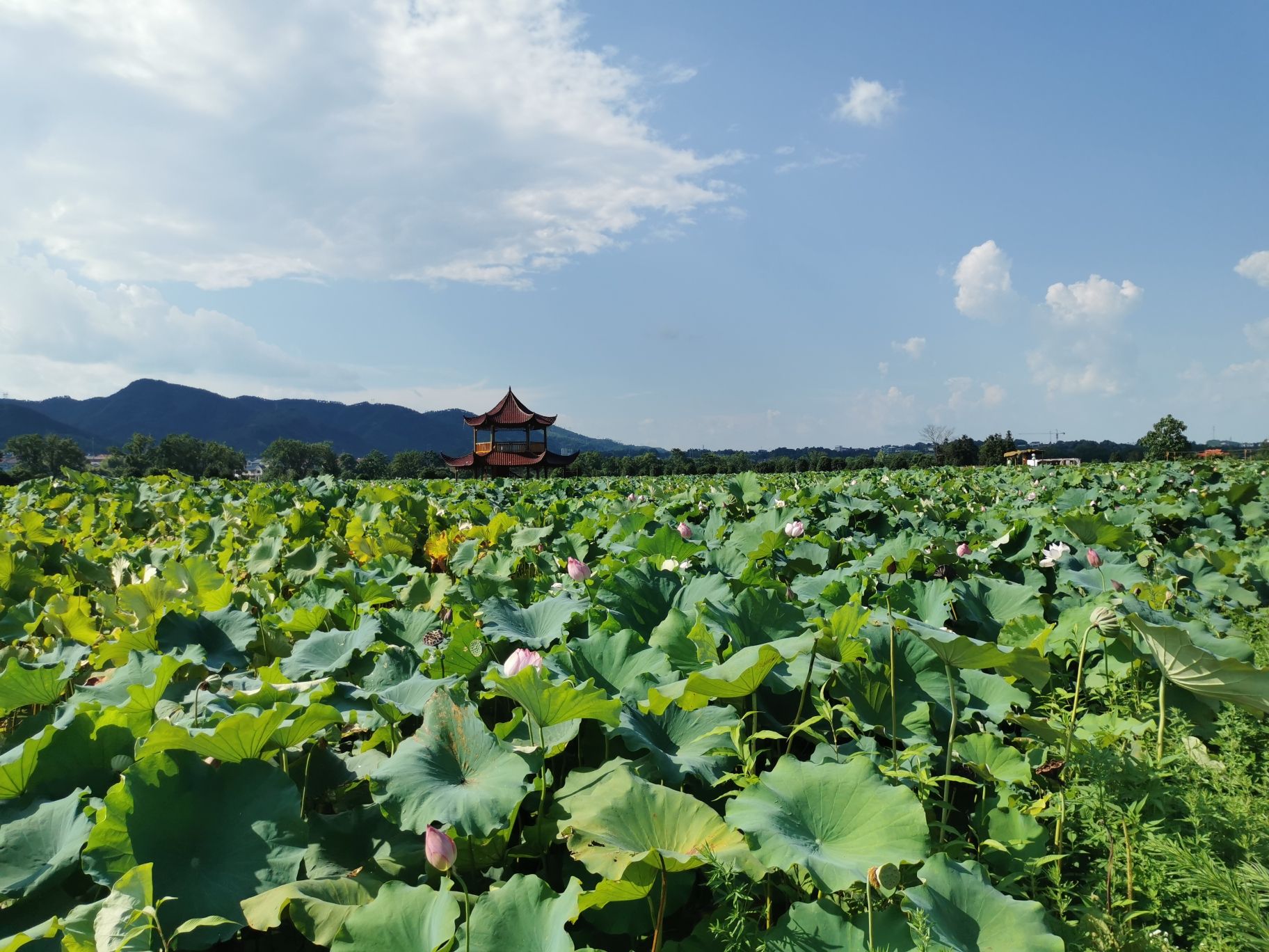 刘家渡荷花基地旅行图片