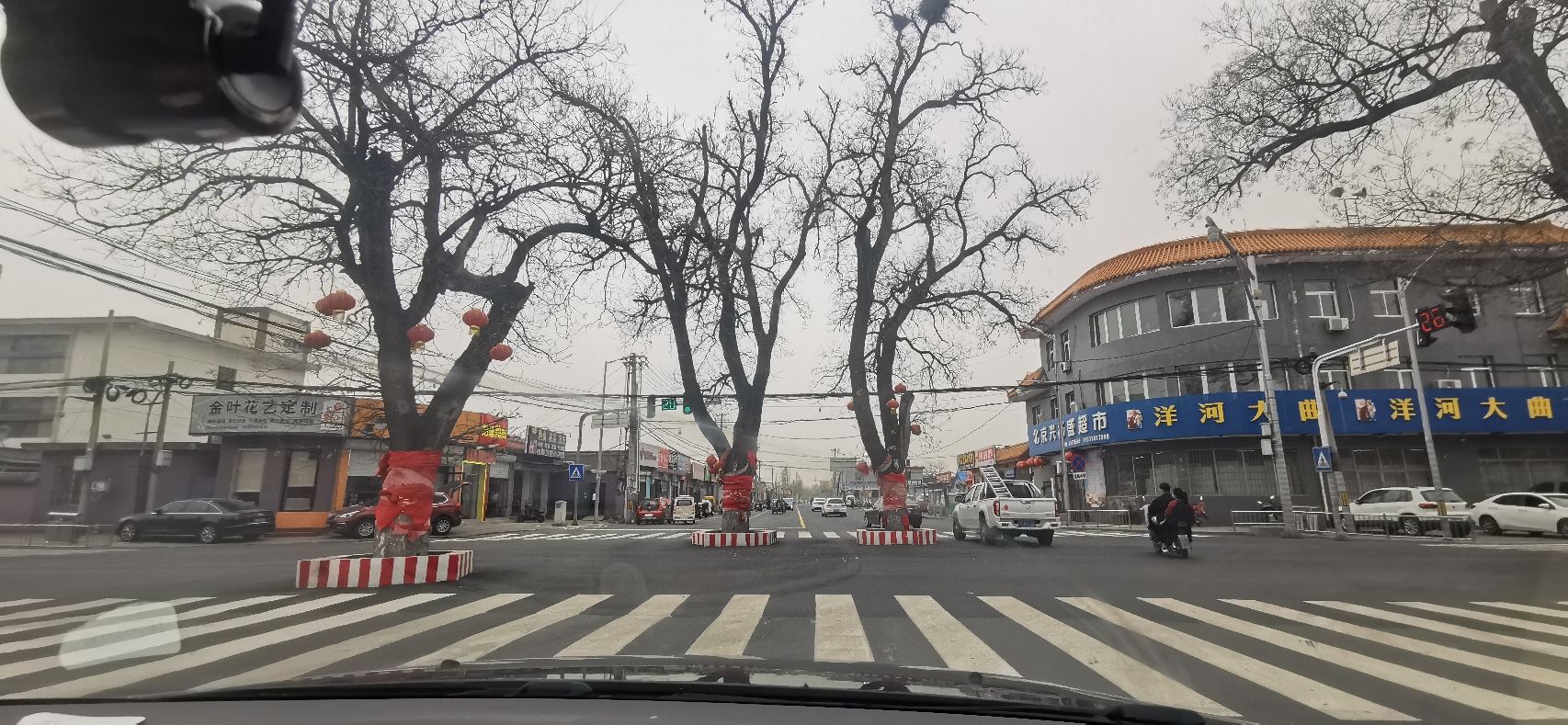 杨宋大槐树旅行图片