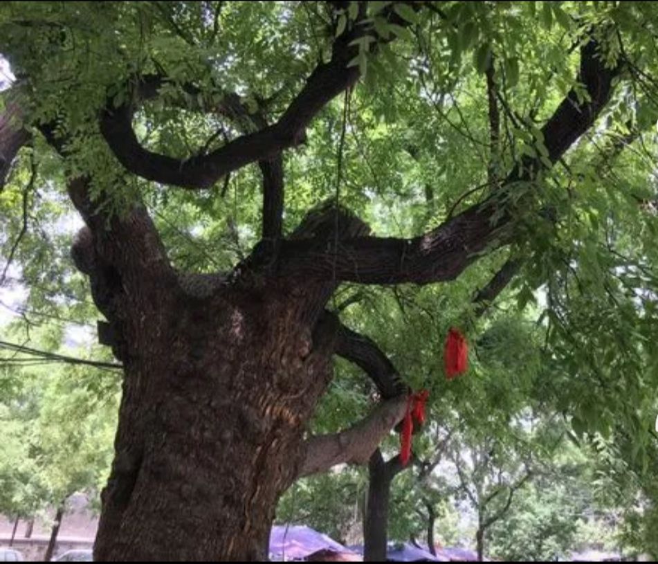 杨宋大槐树旅行图片