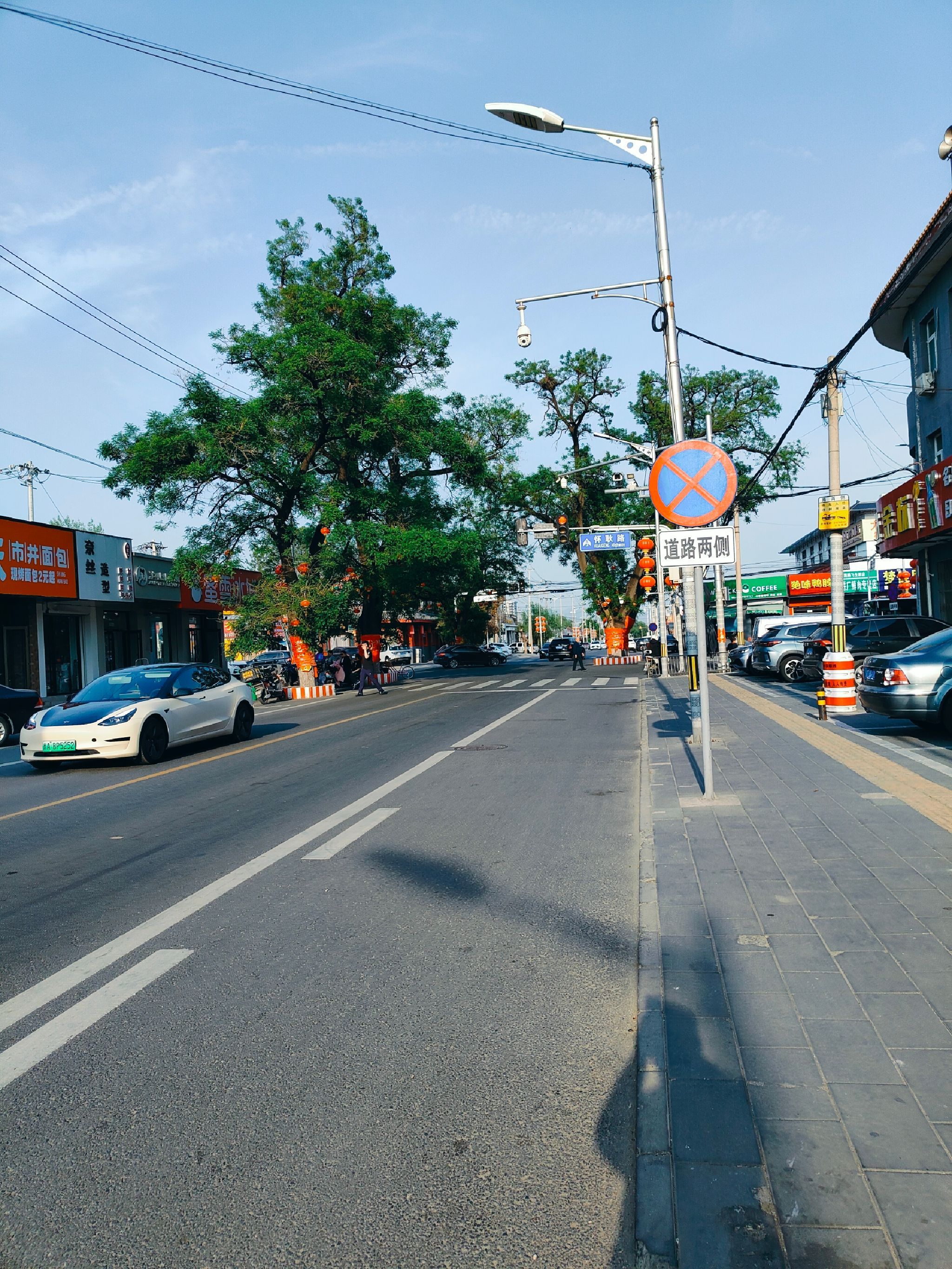 杨宋大槐树旅行图片