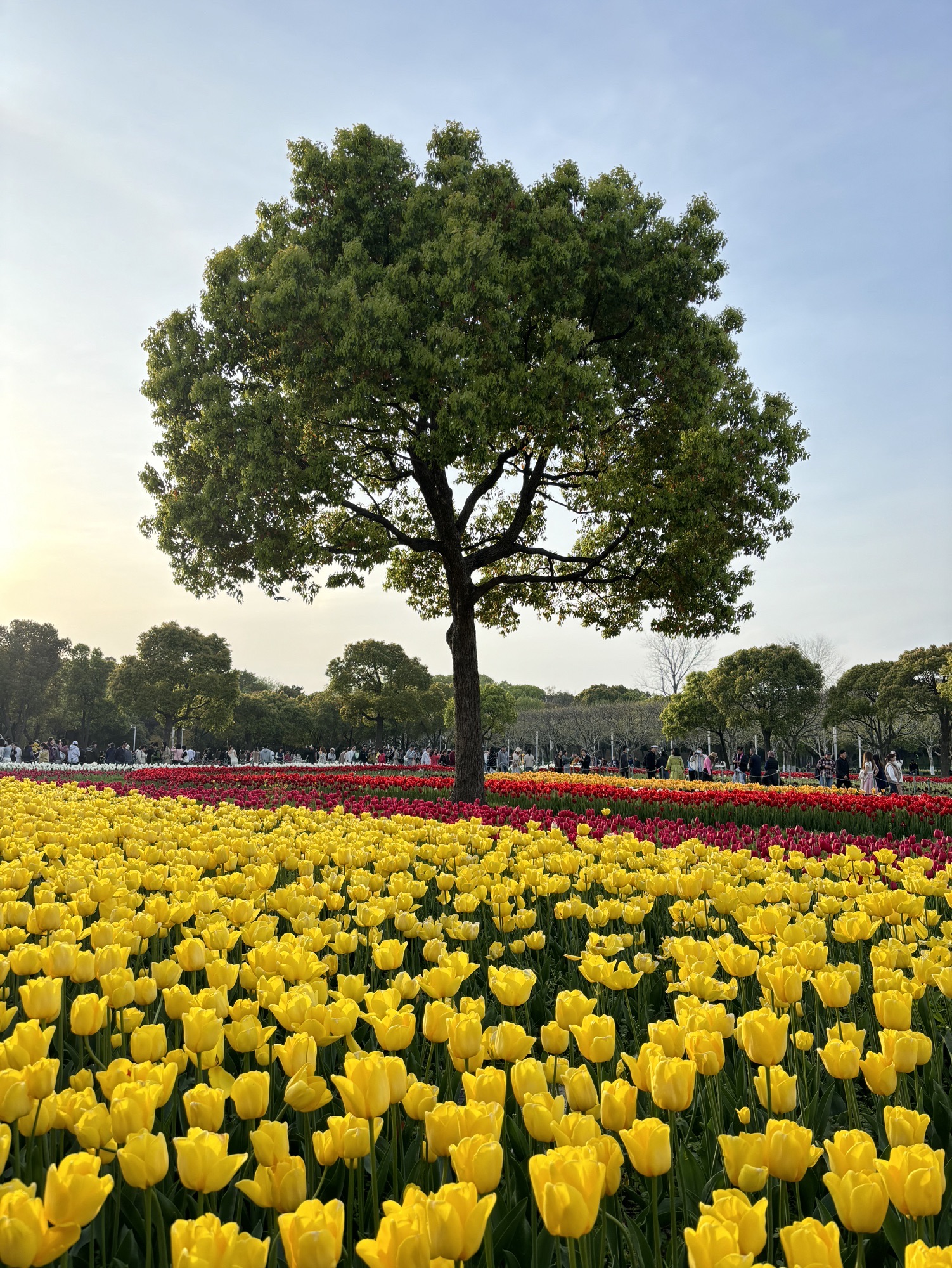 上海大宁公园旅行图片