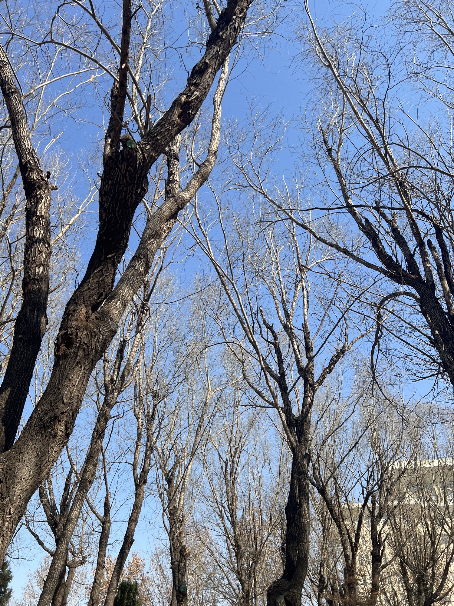雄州公园