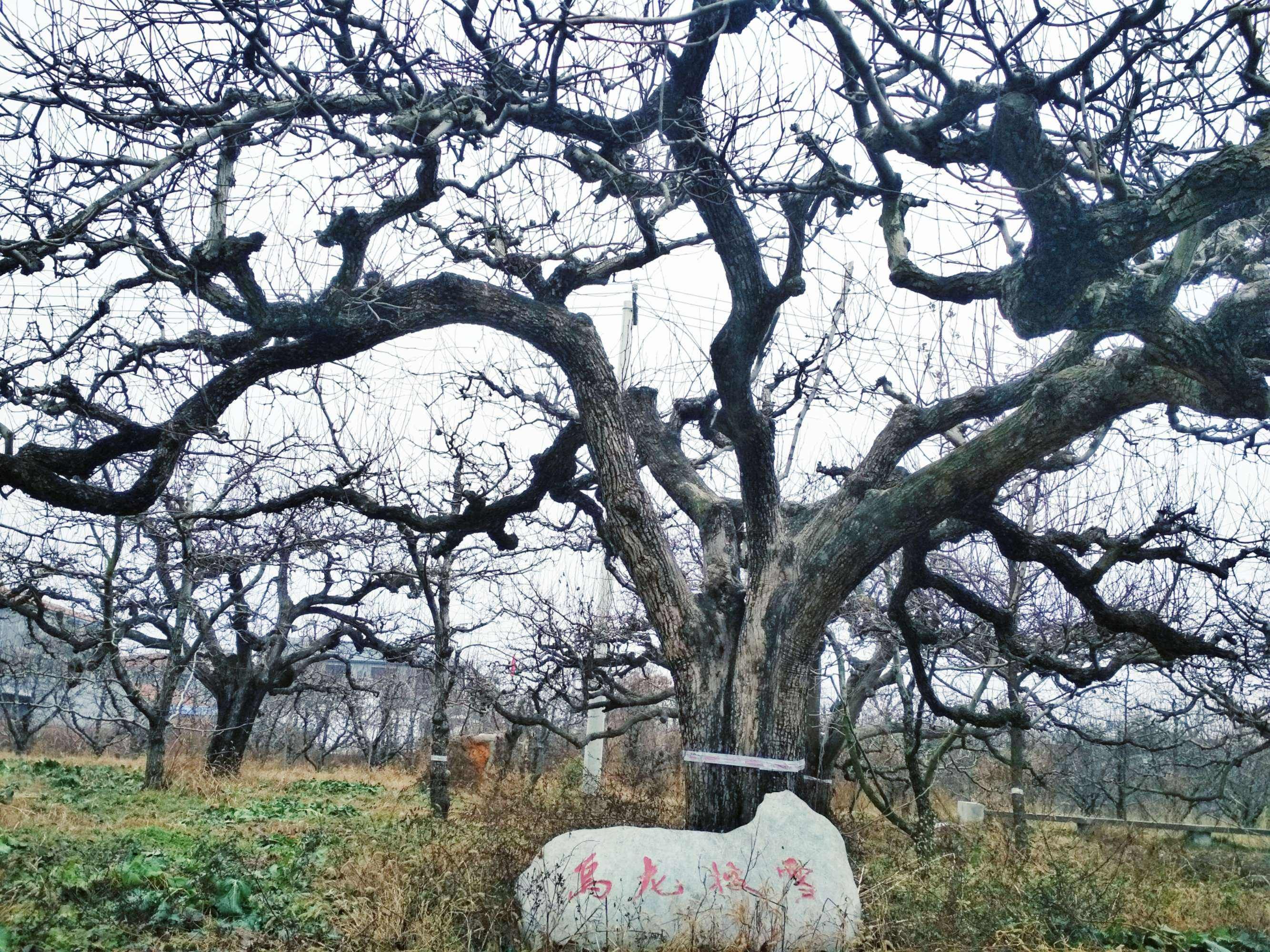 百年梨园风景区旅行图片