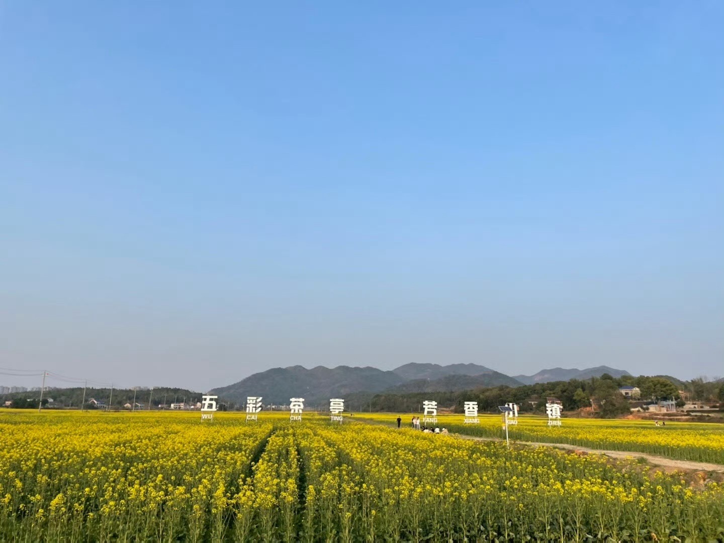 茶亭花海